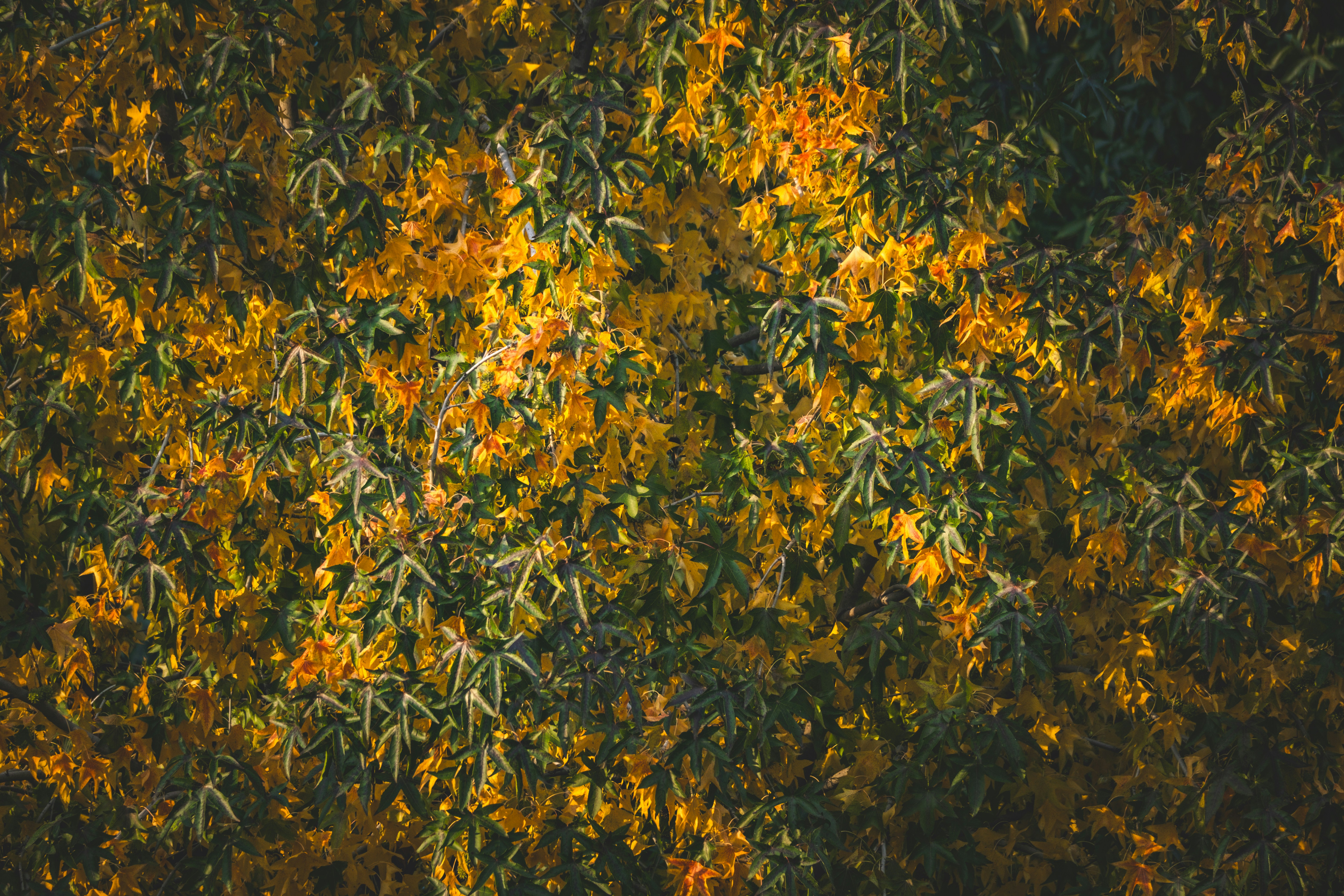 Photo by francesco_ungaro