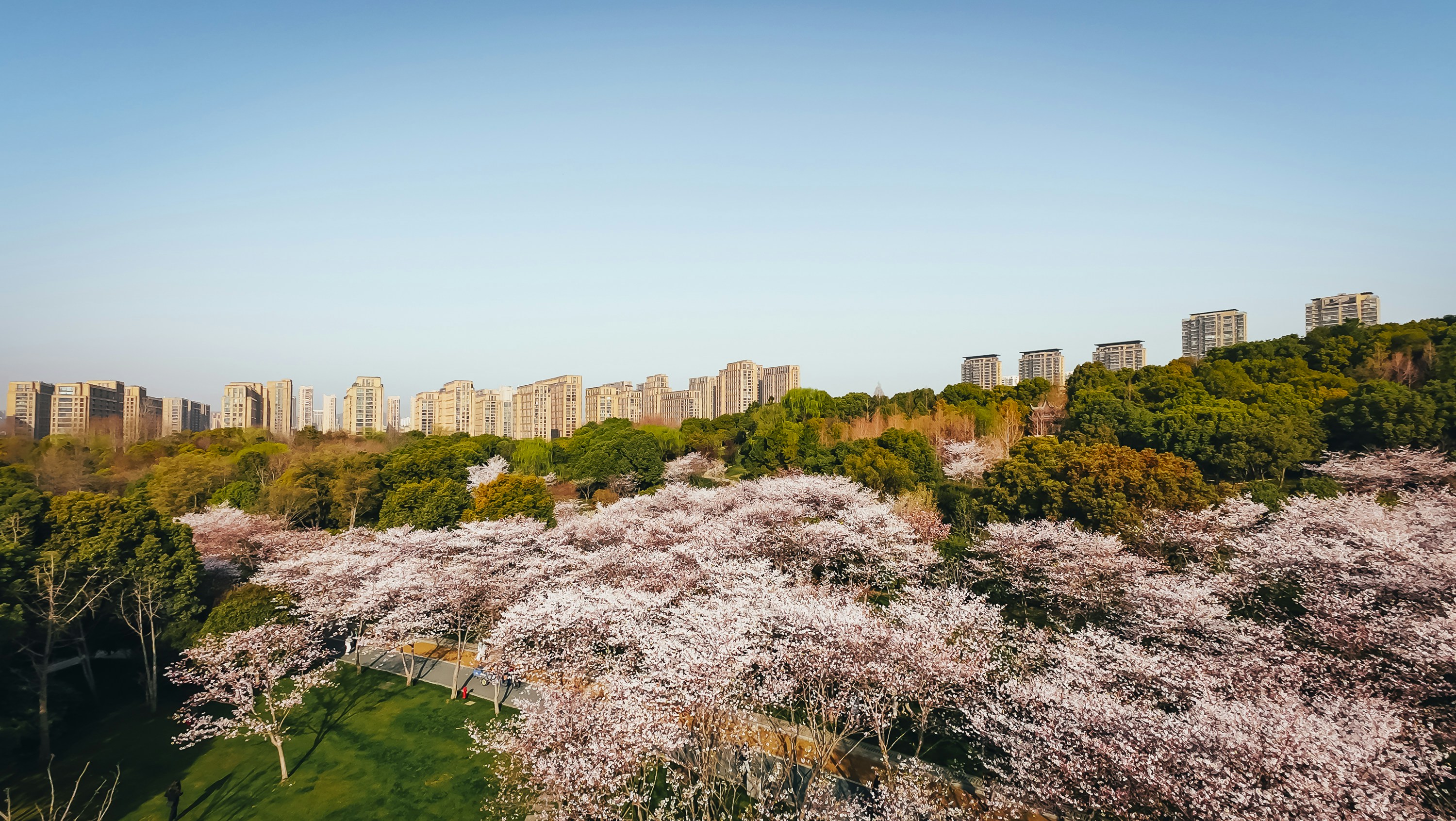 Cherry blossoms bloom in front of a city.