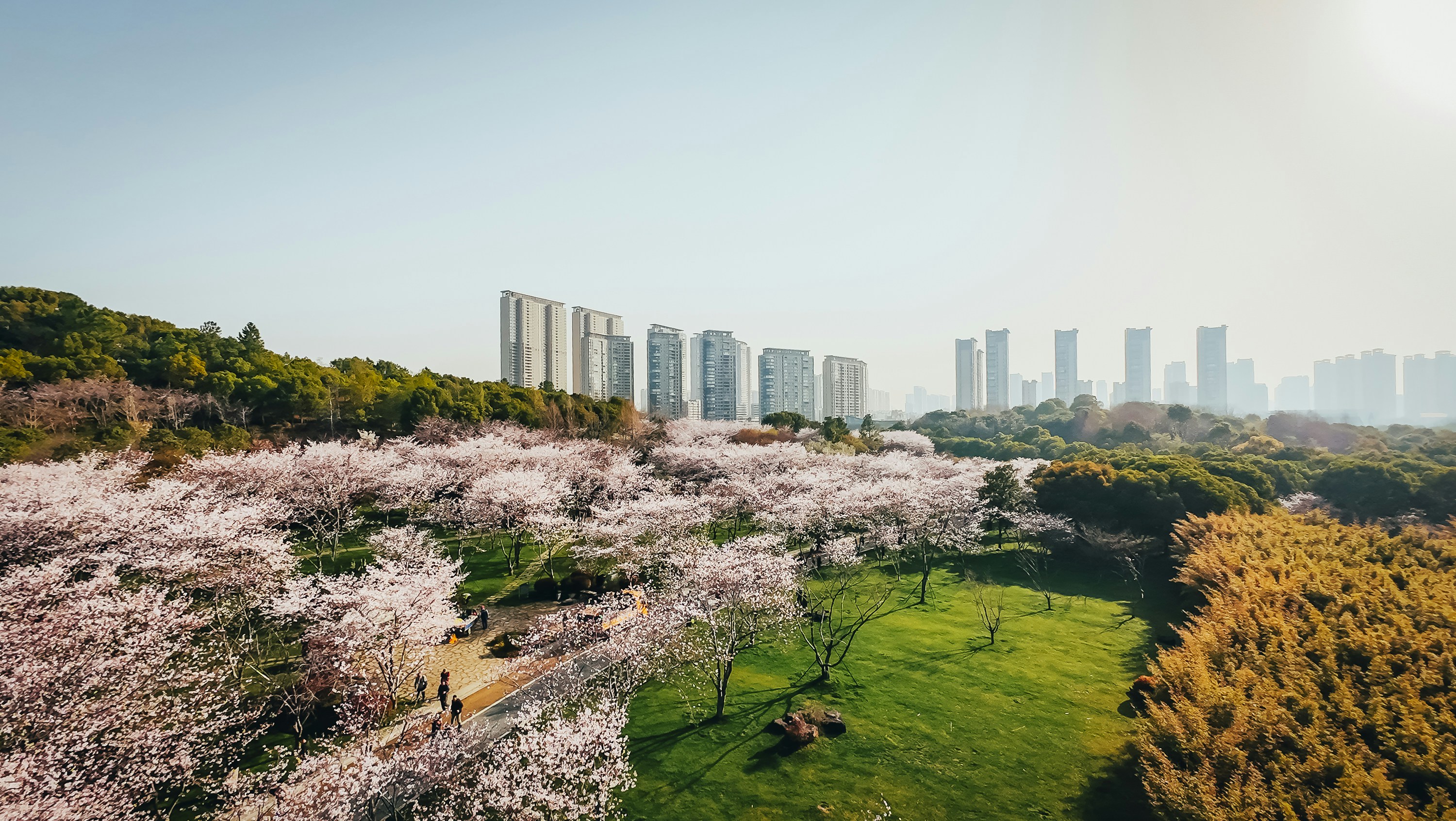 Cherry blossoms bloom in a park with a city skyline.