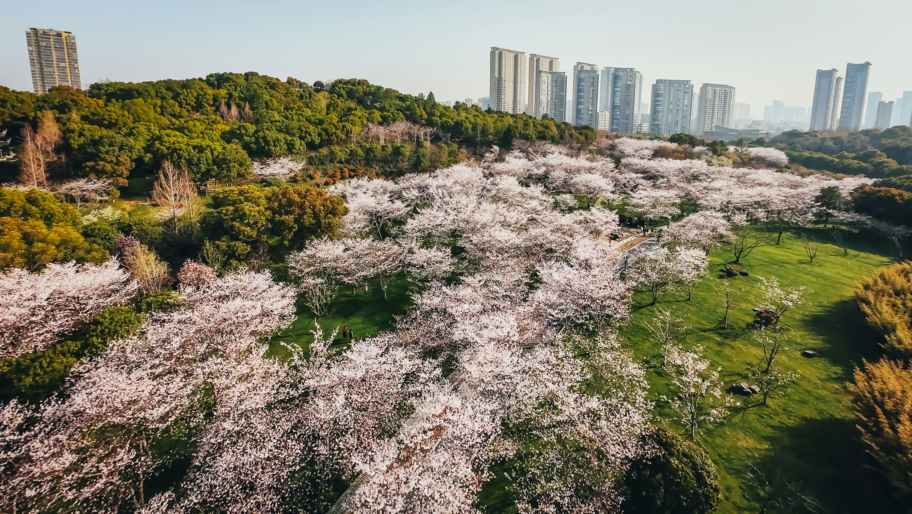 Cherry blossoms bloom in a park with city buildings.