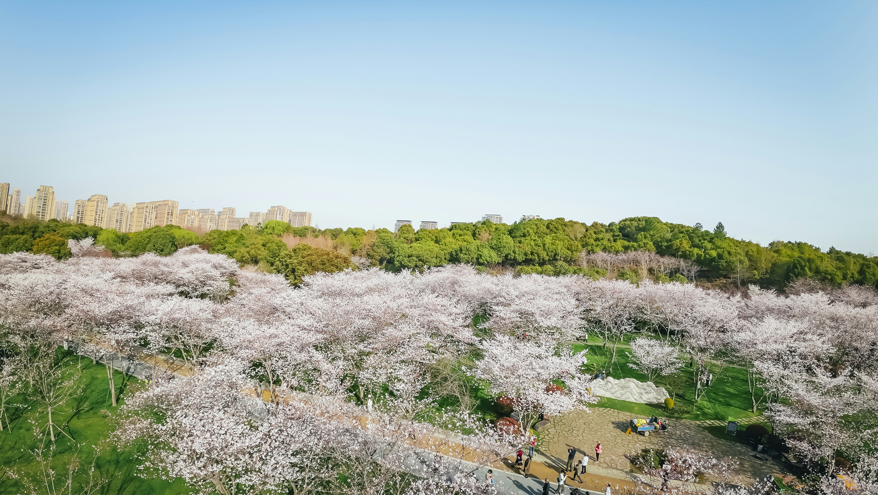 Cherry blossoms bloom in a beautiful spring landscape.