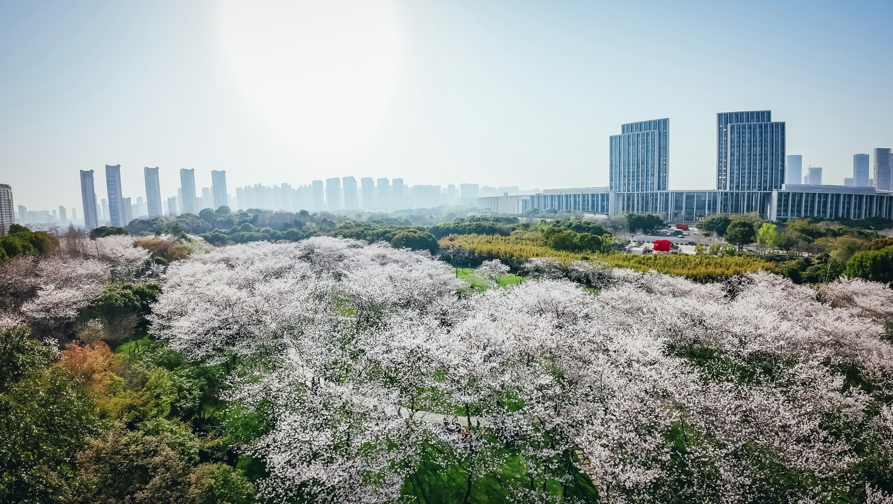 Cherry blossoms bloom below a modern city.