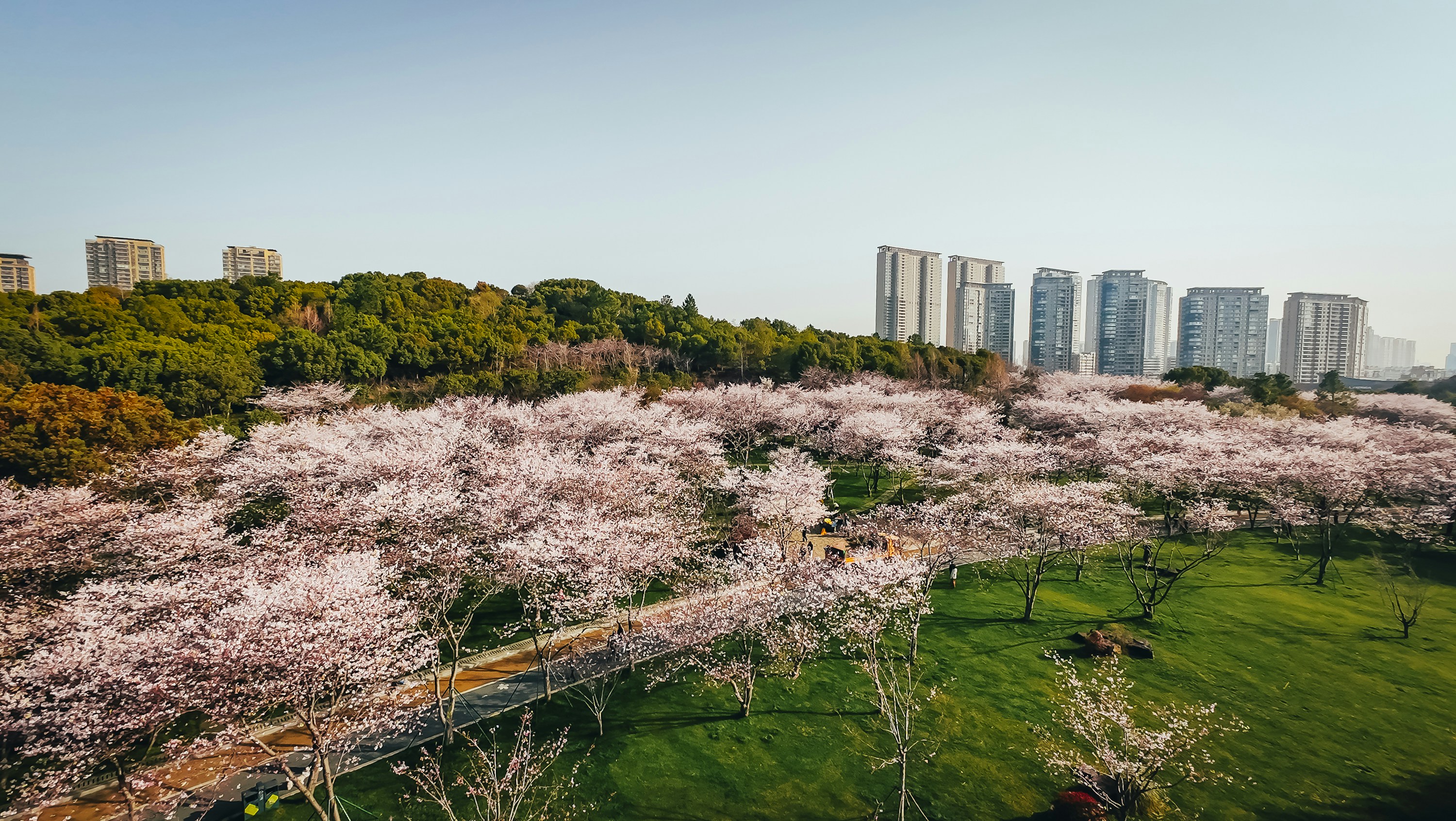 Cherry blossoms bloom in a park with skyscrapers.