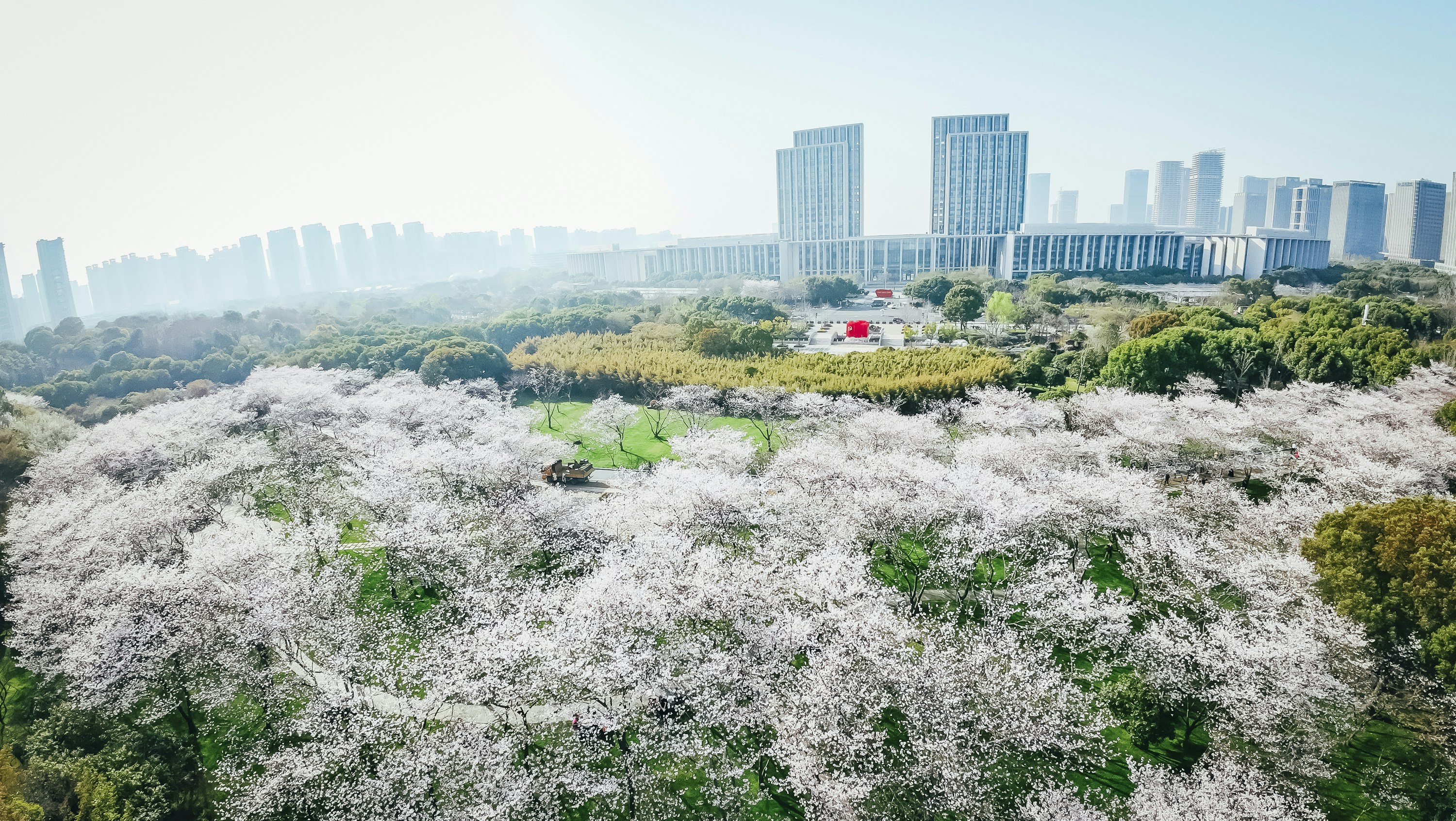 White blossoms bloom beneath city skyscrapers.
