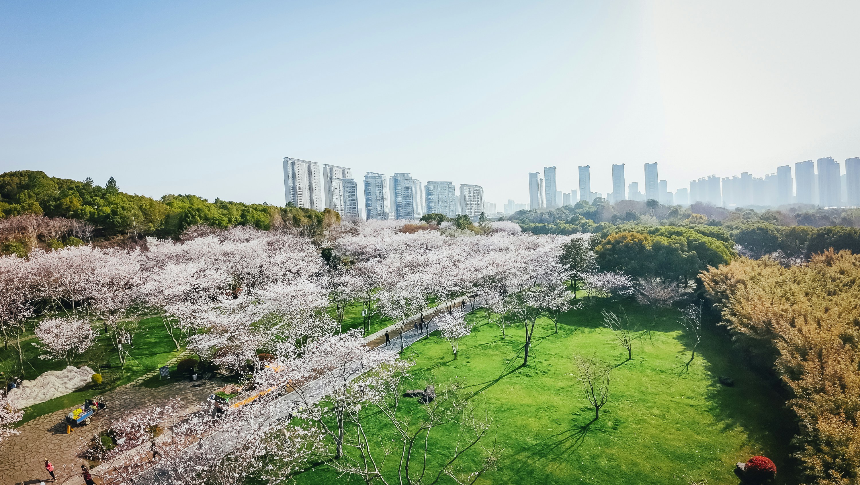 Cherry blossoms bloom in a beautiful park.