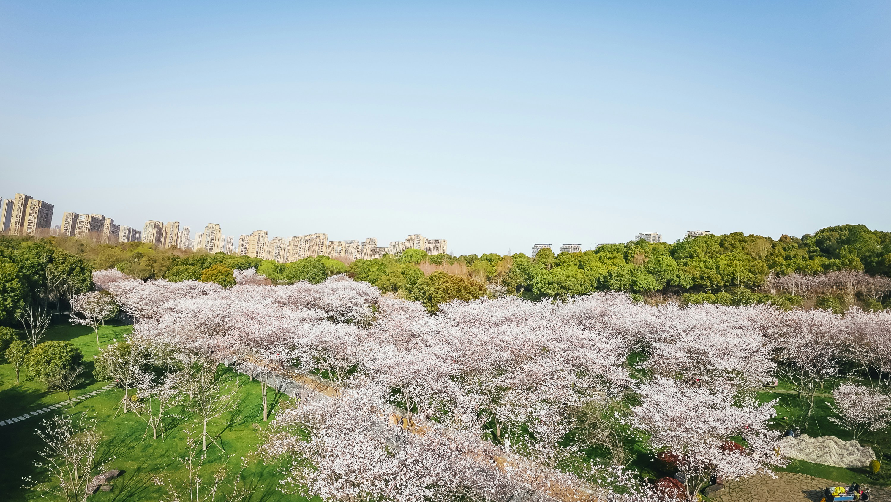 Cherry blossoms bloom in a vibrant spring landscape.