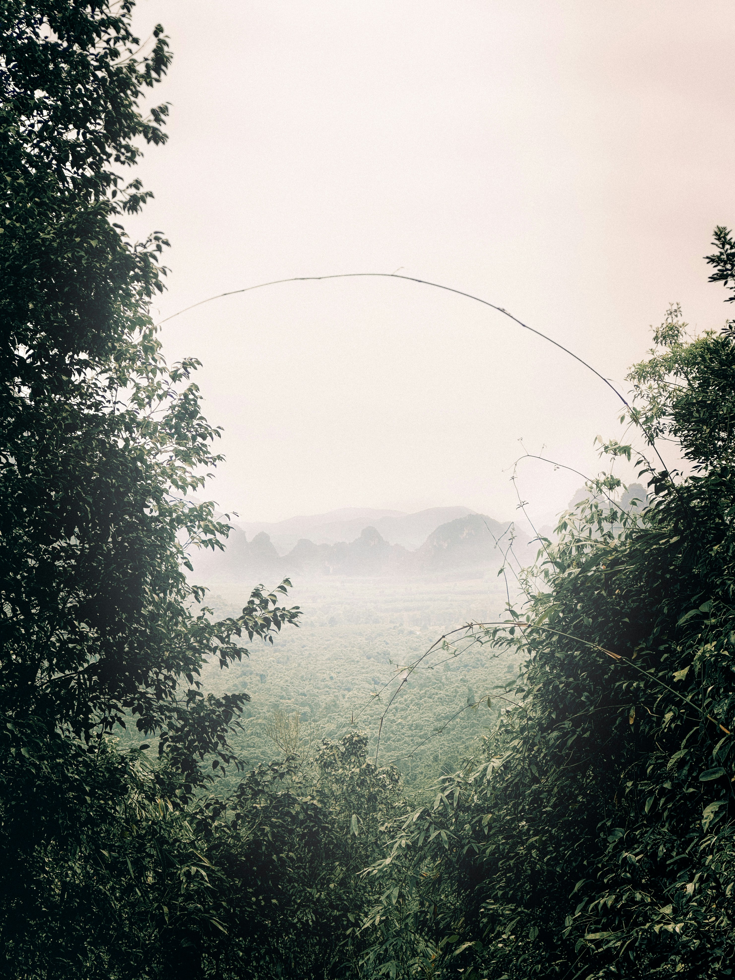 Trees frame a misty, mountainous landscape.