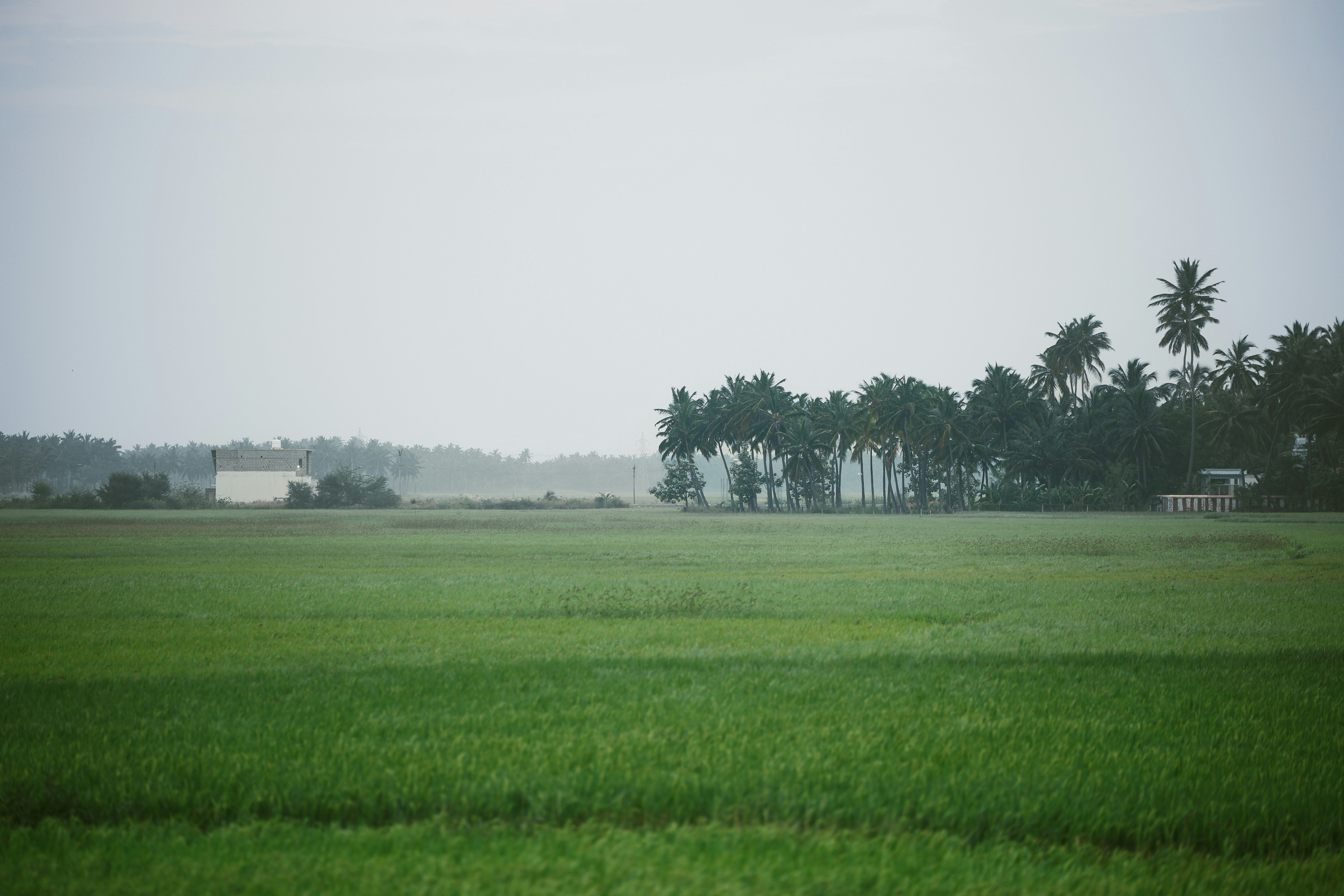 Green fields under grey sky
