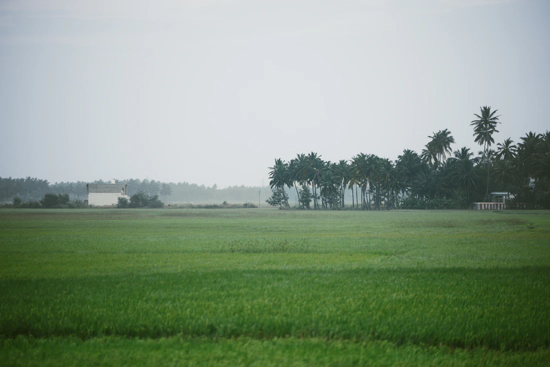 Green fields and coconut trees near Kanyakumari