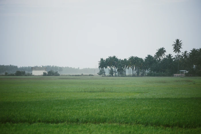 Lush green fields and coconut trees near Kanyakumari