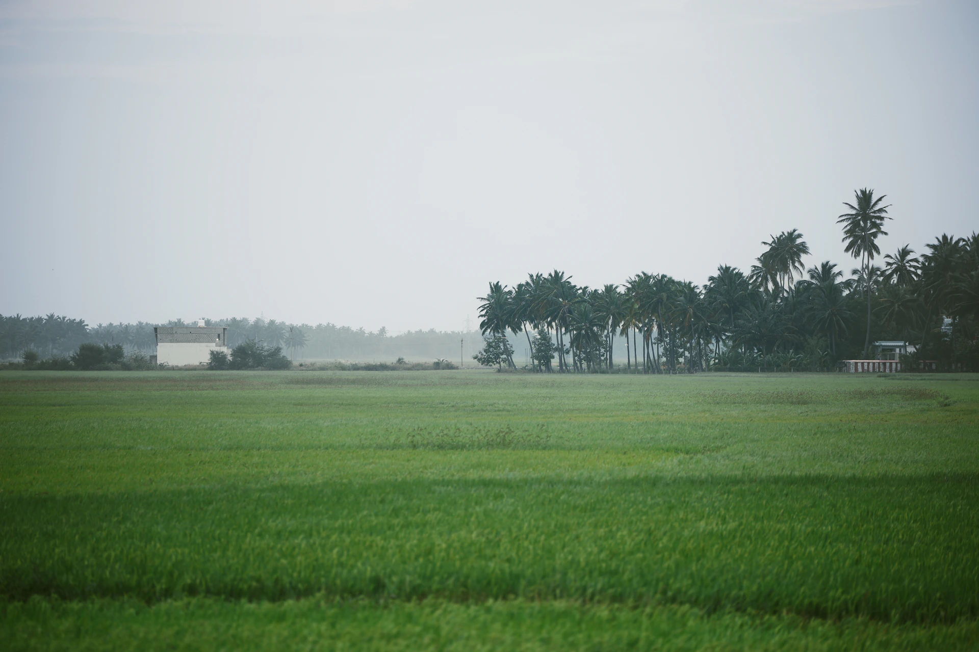 Green fields meet trees under a grey sky.