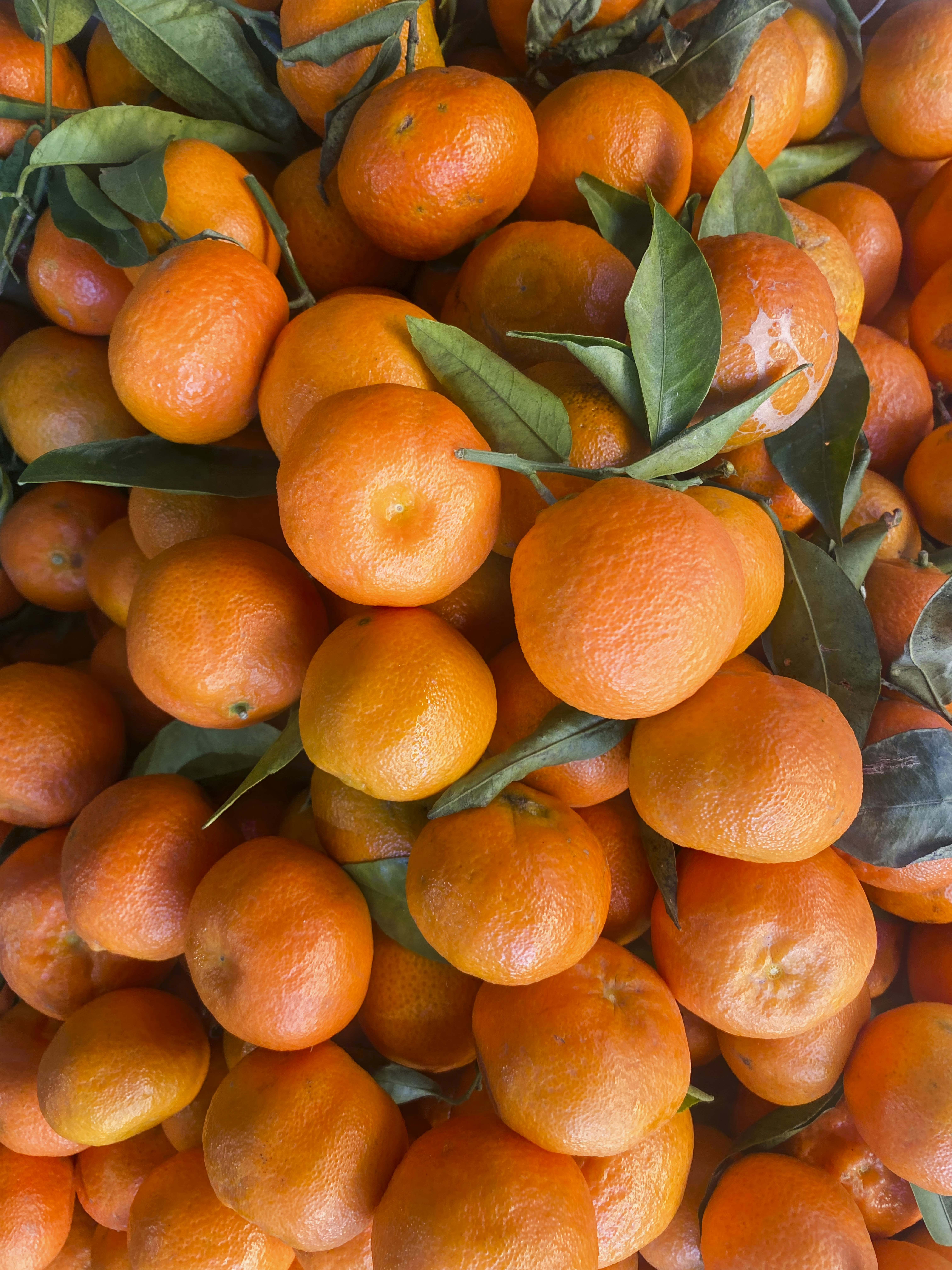Freshly picked tangerines with green leaves.