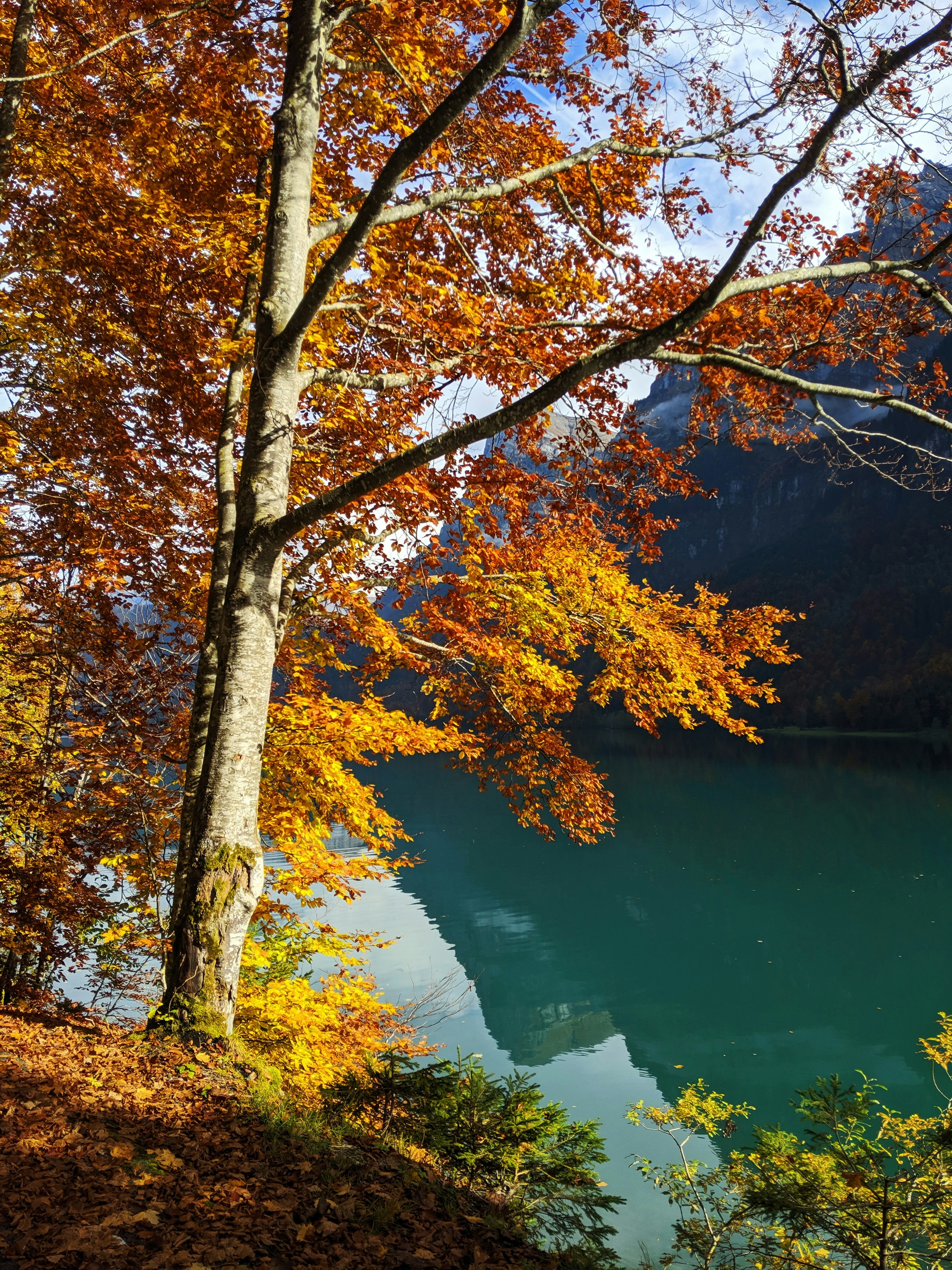 Autumn leaves frame a serene lake view.