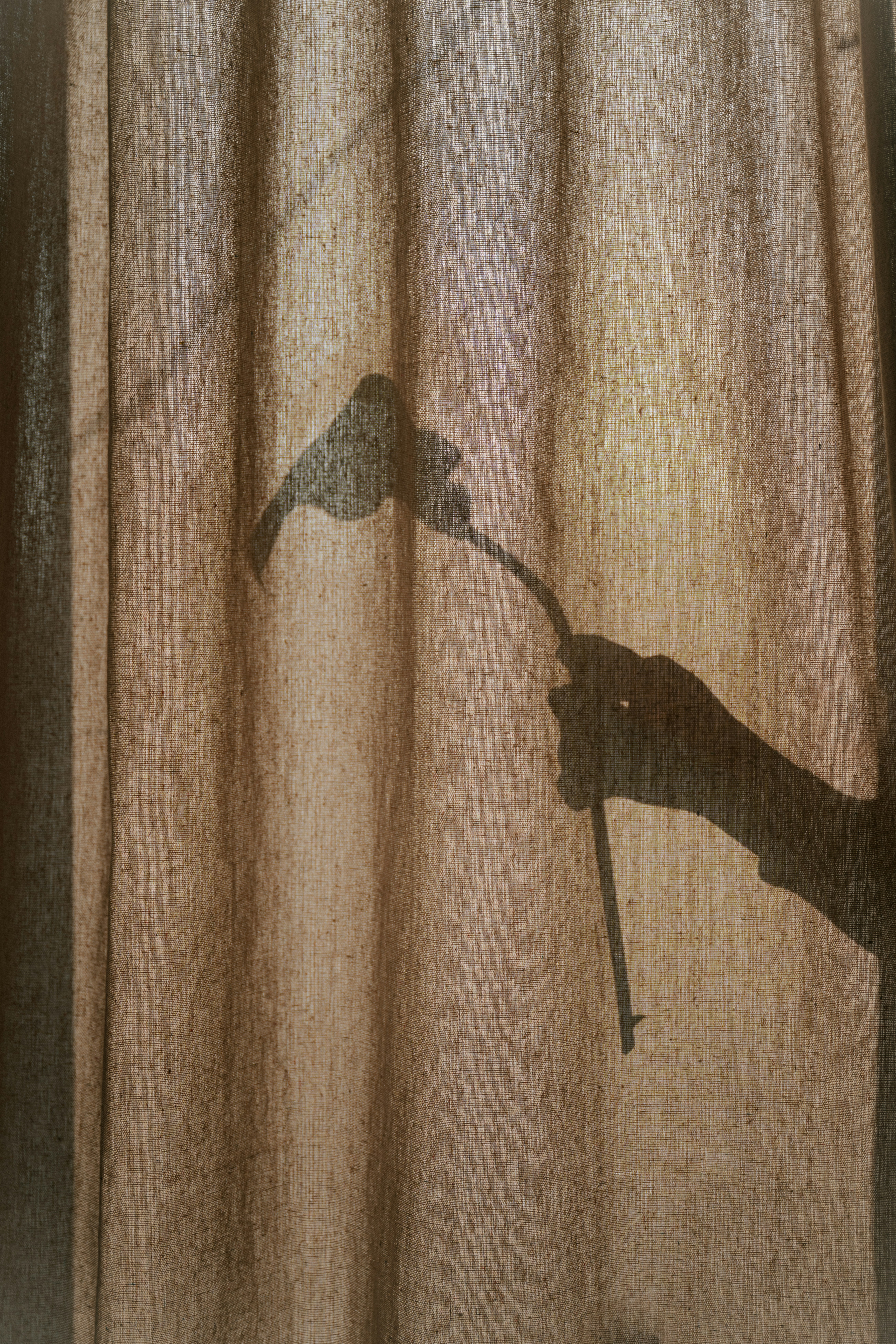 Shadow of a hand holding a flower.