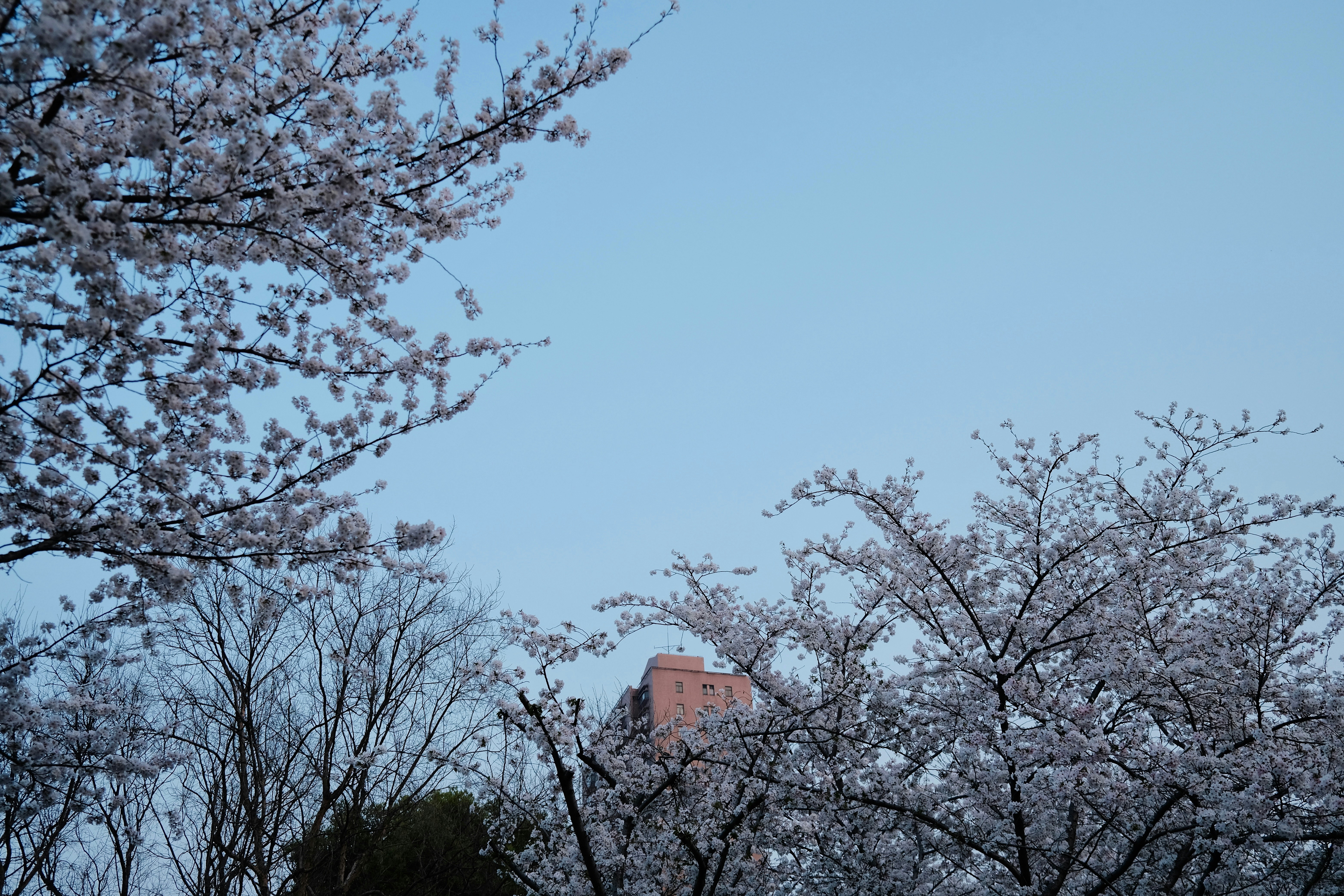 Photo by mfchshao