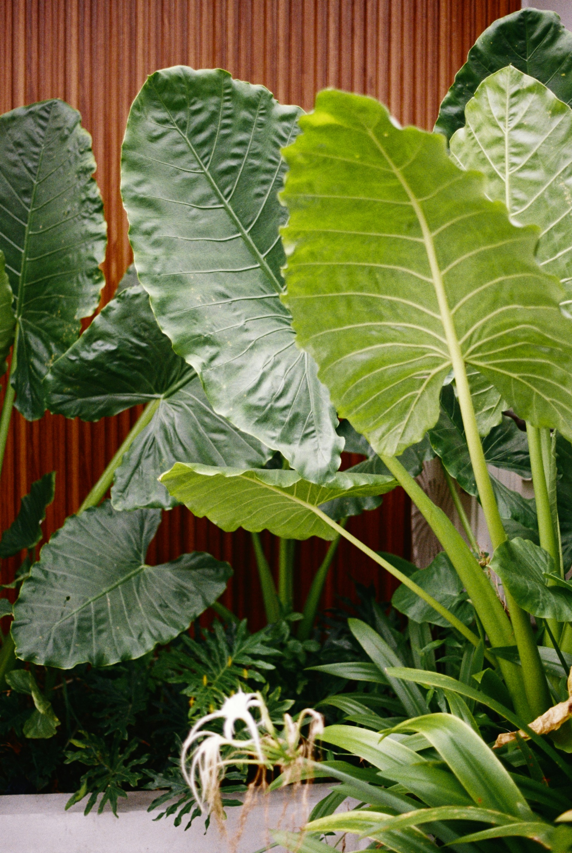 Giant elephant ear plants thrive near a wooden wall.