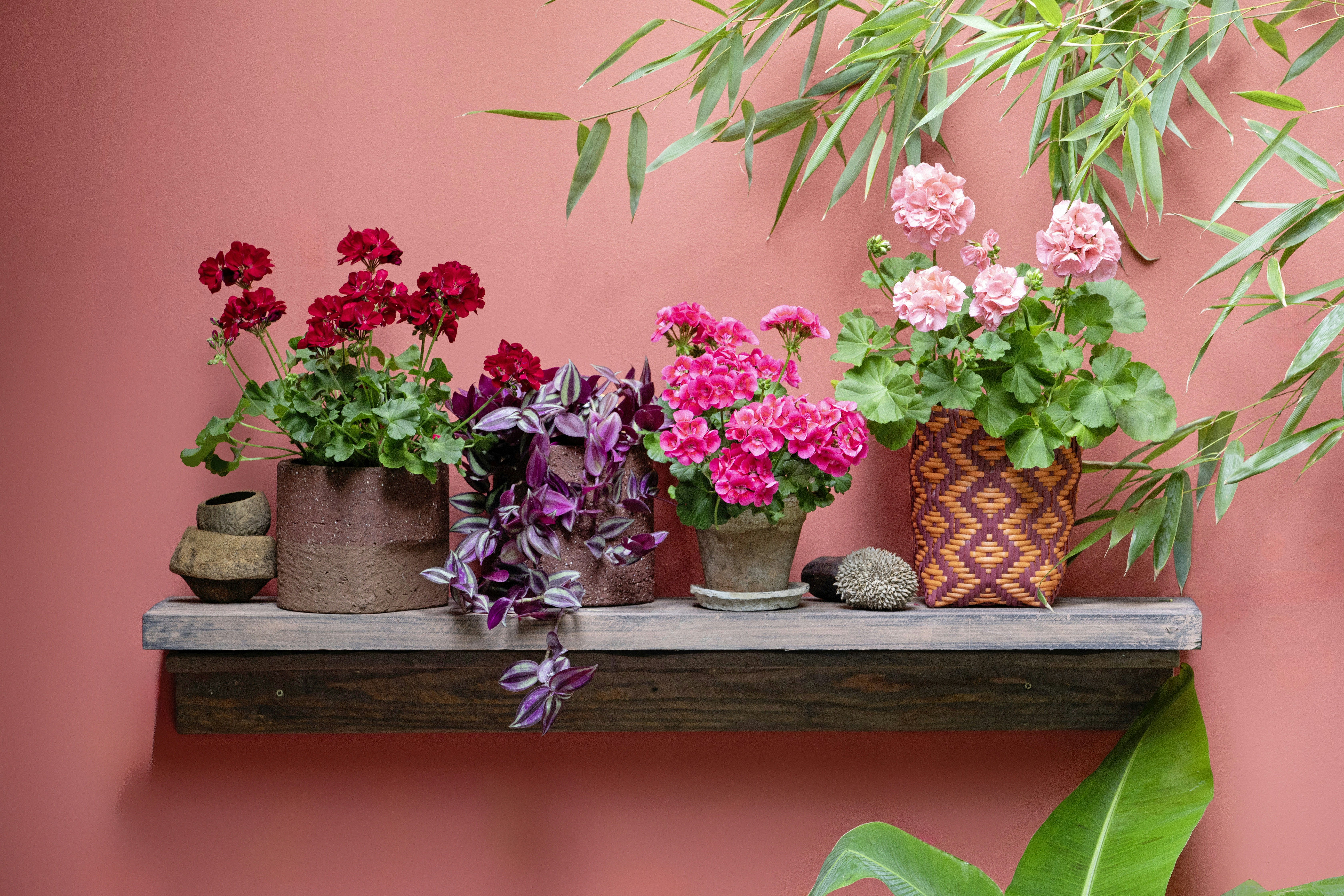 Photo by shaylabruins