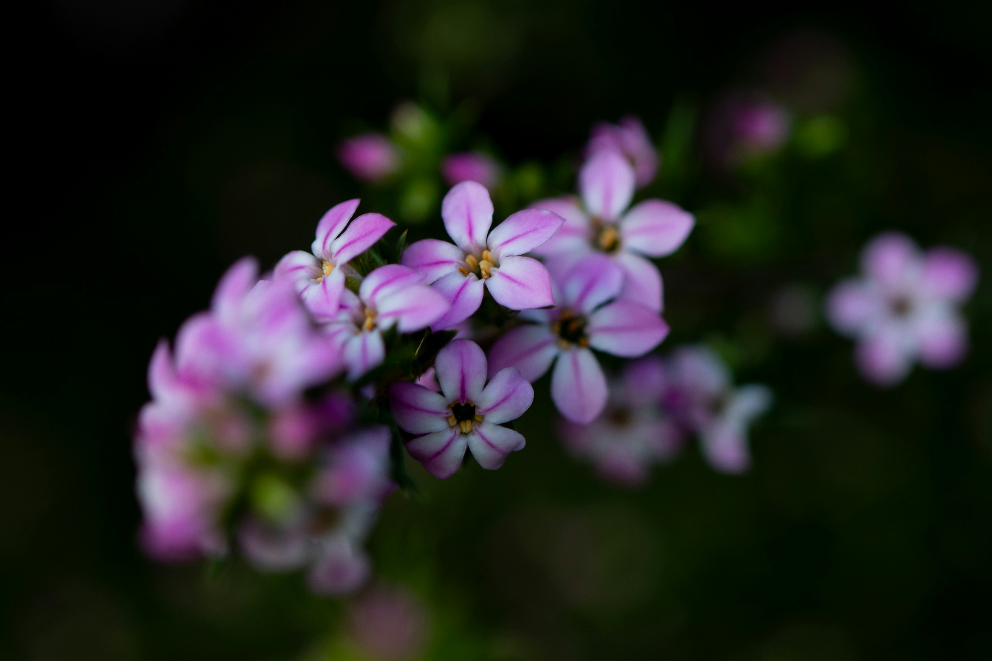 Photo by sixteenmilesout