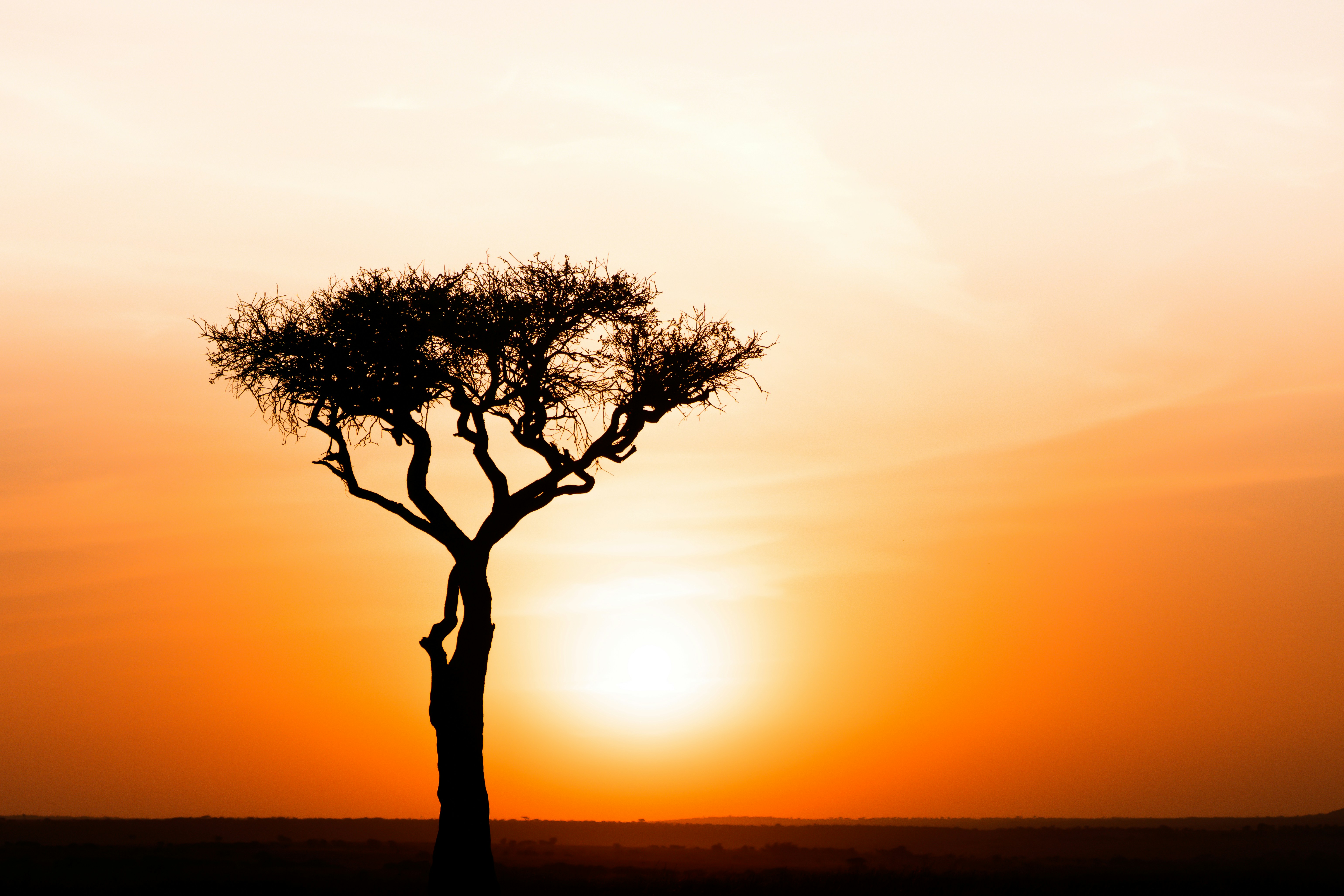 Silhouette of a tree against a vibrant sunset.