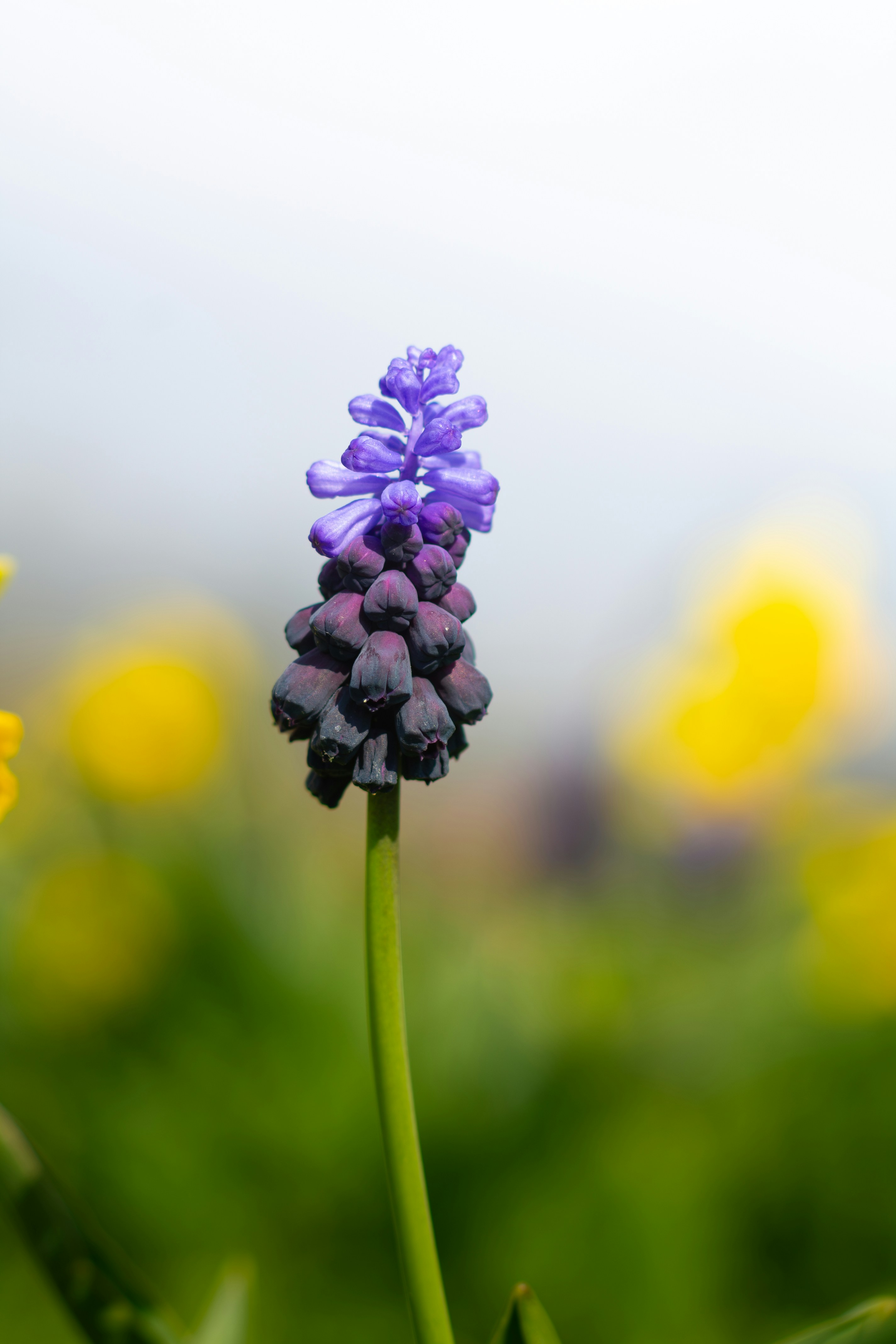 A single purple flower reaches toward the sky.