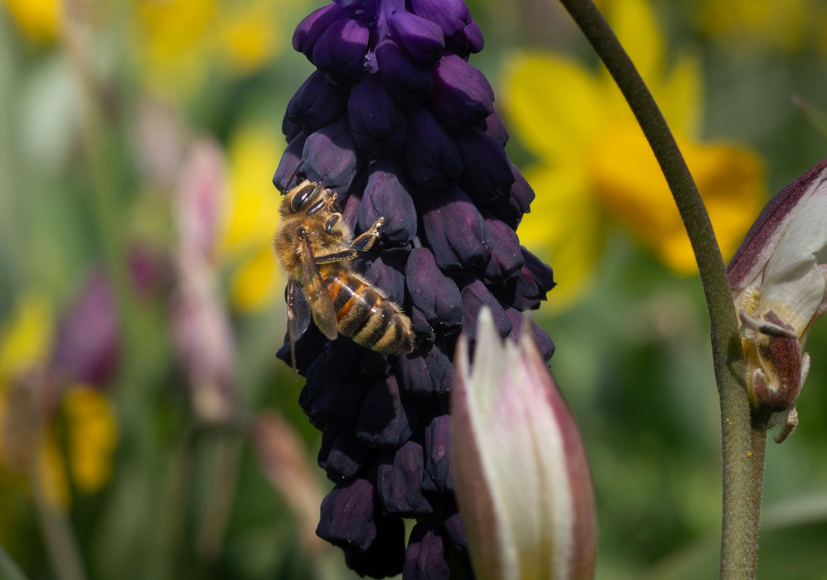 A bee collects pollen from a purple flower.