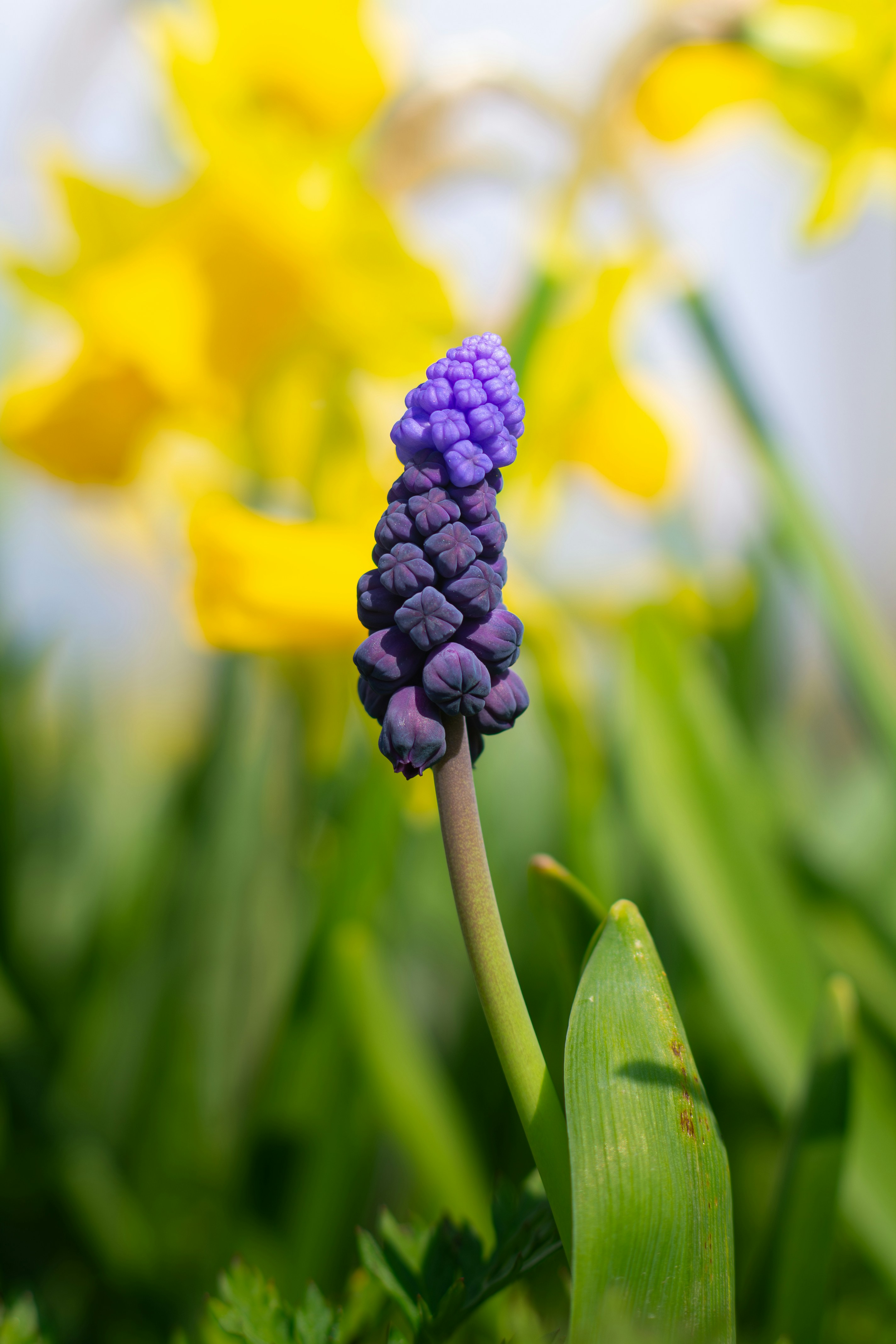 Purple flower bud blossoms with daffodils.