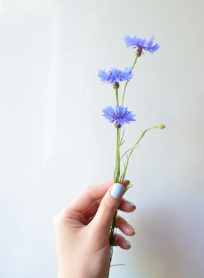 A hand holds blue cornflowers against a white background.