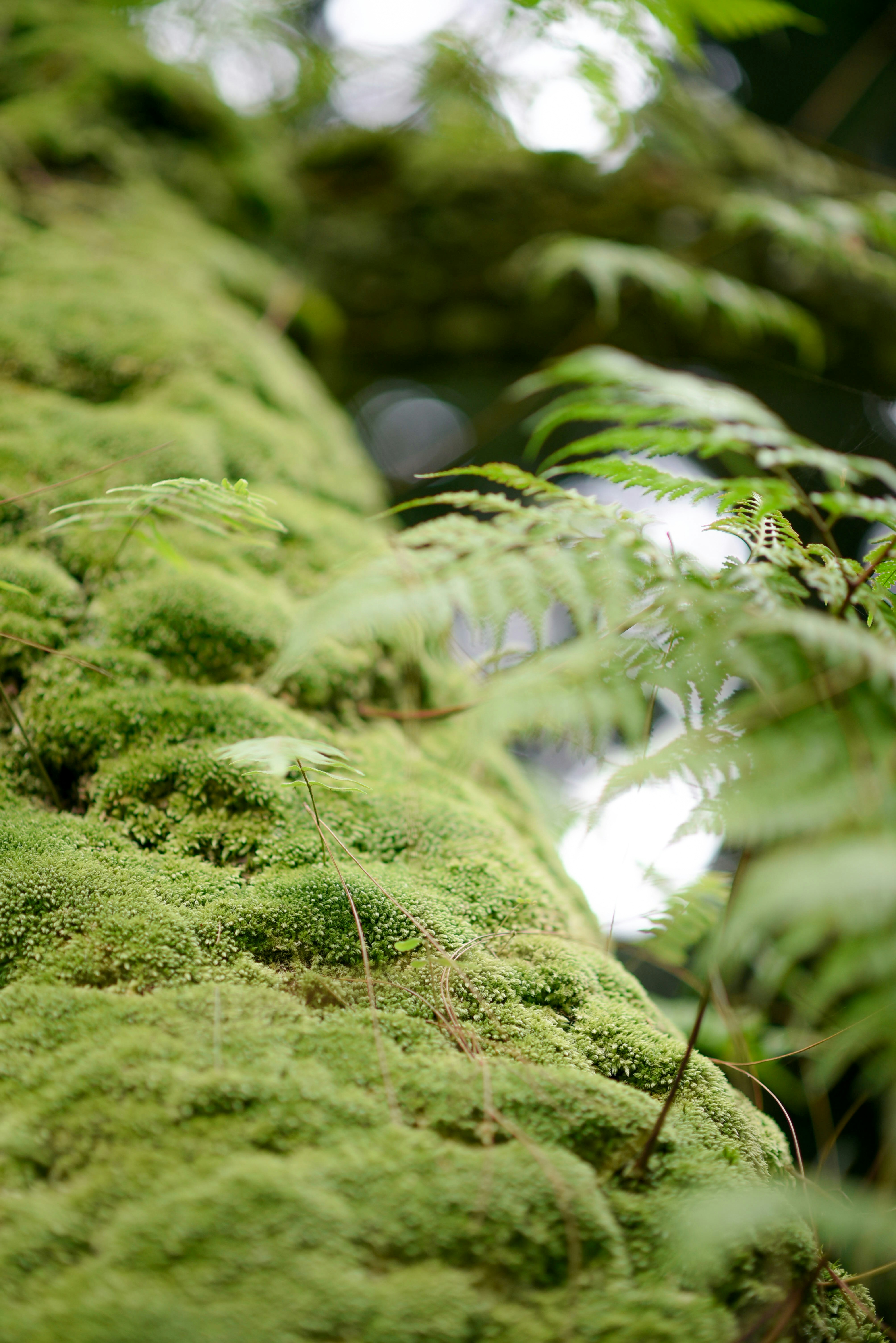 Moss covers a tree trunk with ferns nearby.