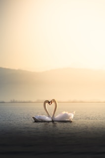 Swans form a heart shape in the water.