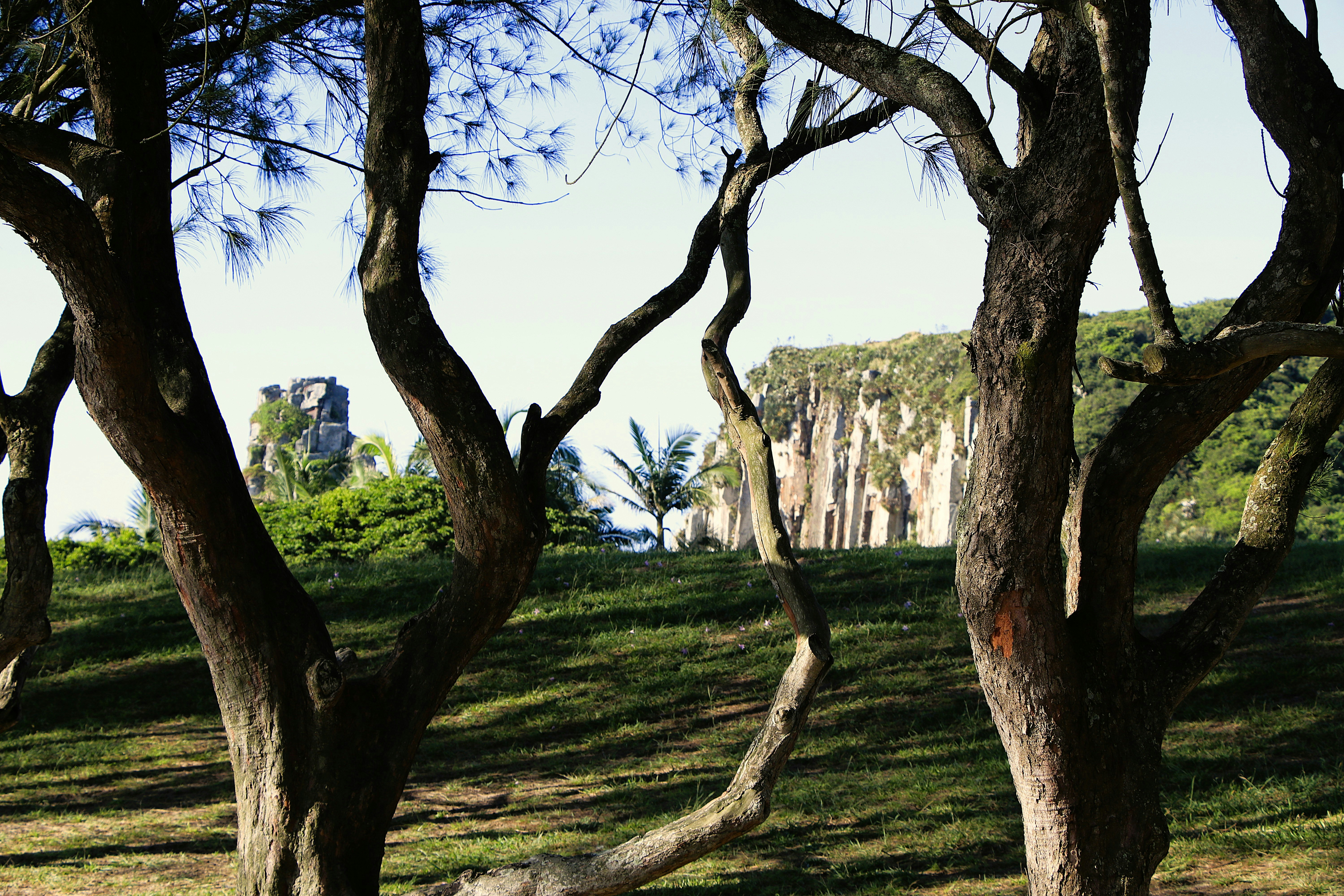 As árvores emolduram a vista de uma colina gramada e penhascos.