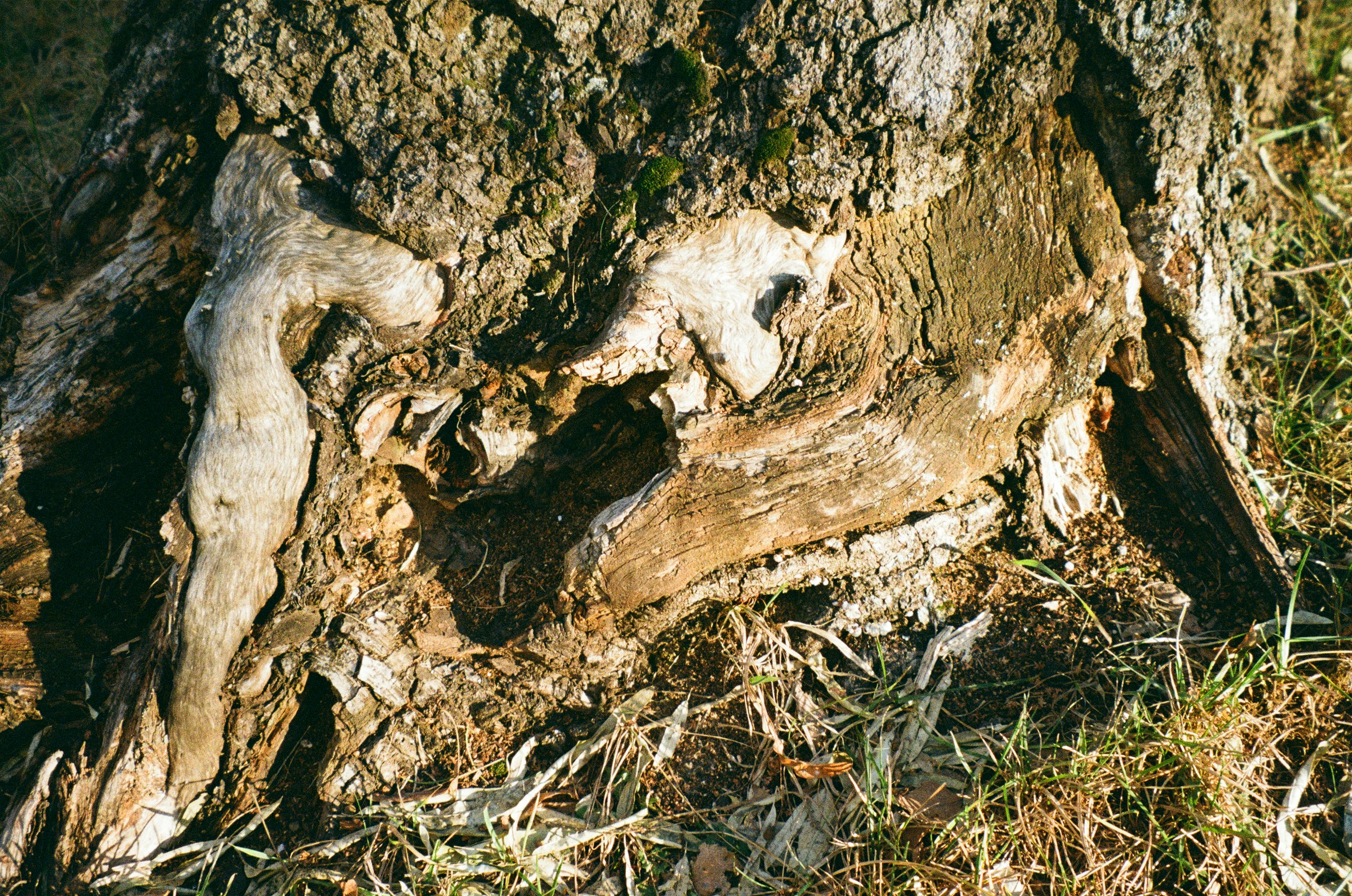 image of a tree with clear signs of disease, like fungal growth or dead branches - tree removal aurora ohio