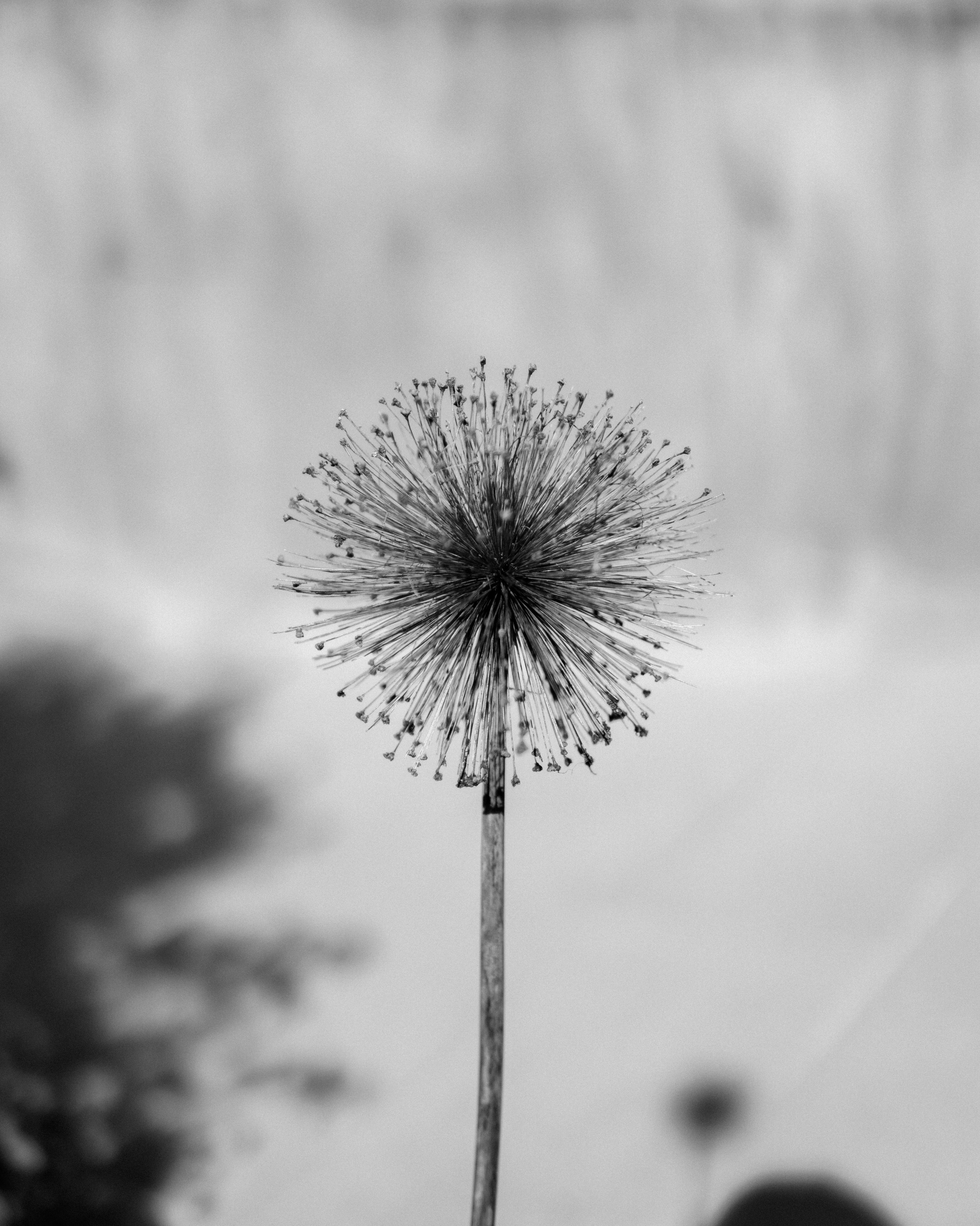 Photo by _zash_capturing