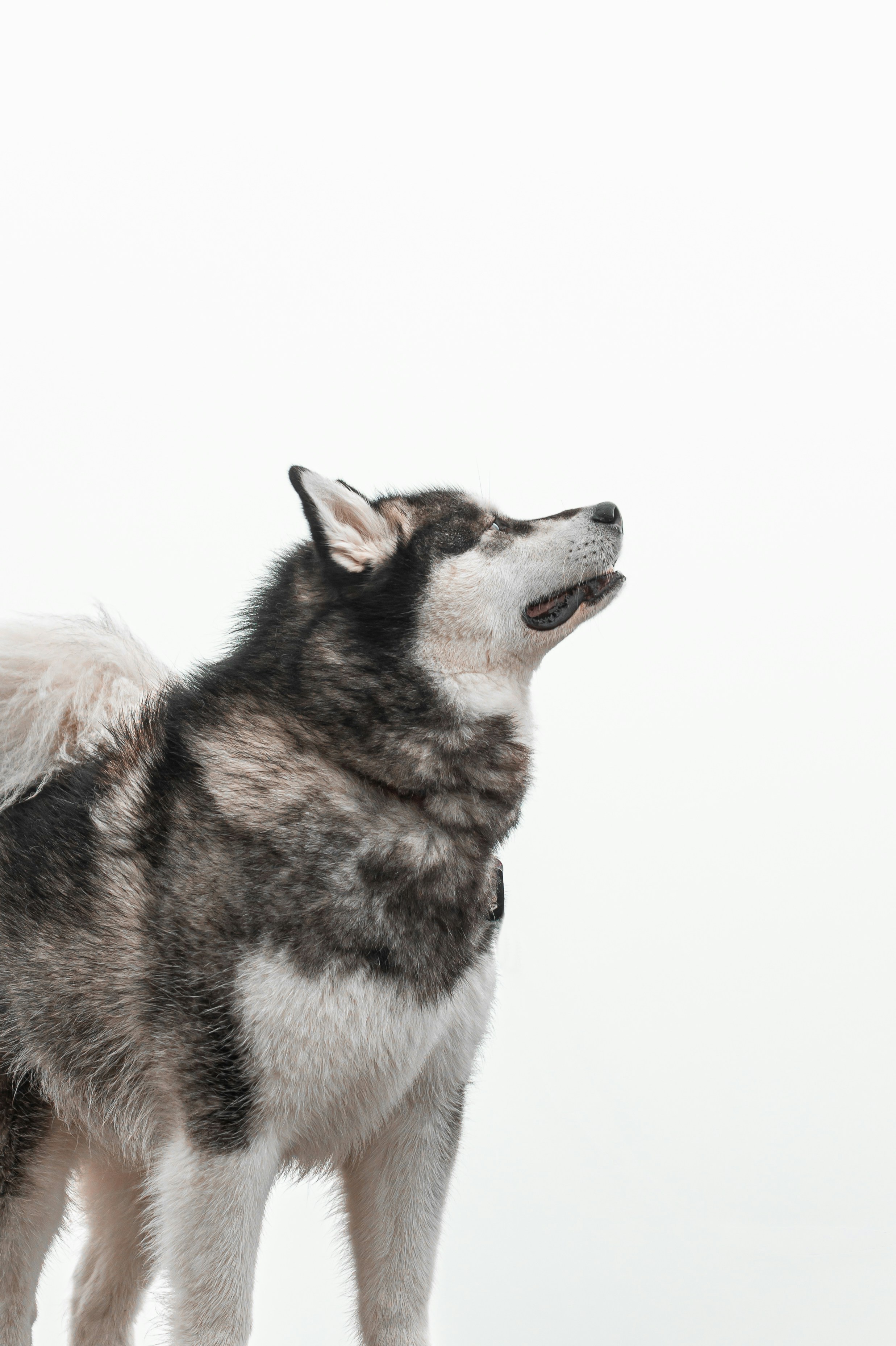 Photo by dariendesigns