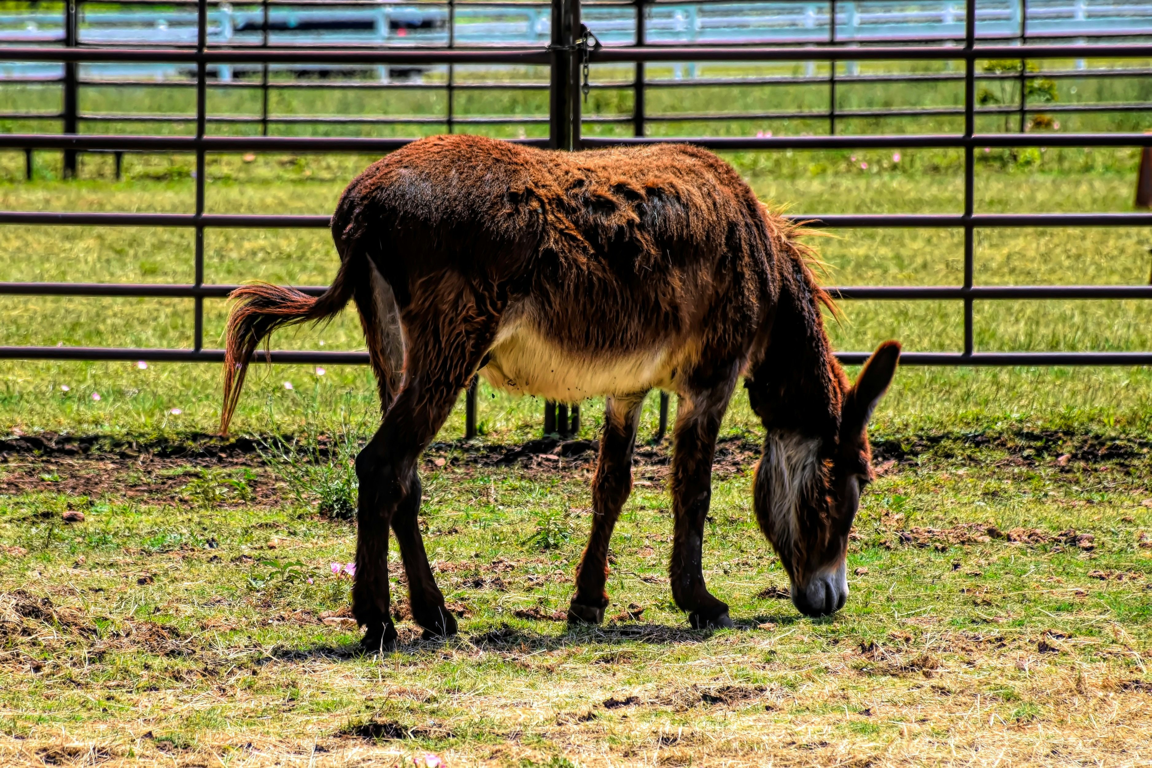 A donkey grazes in a green, grassy pasture.