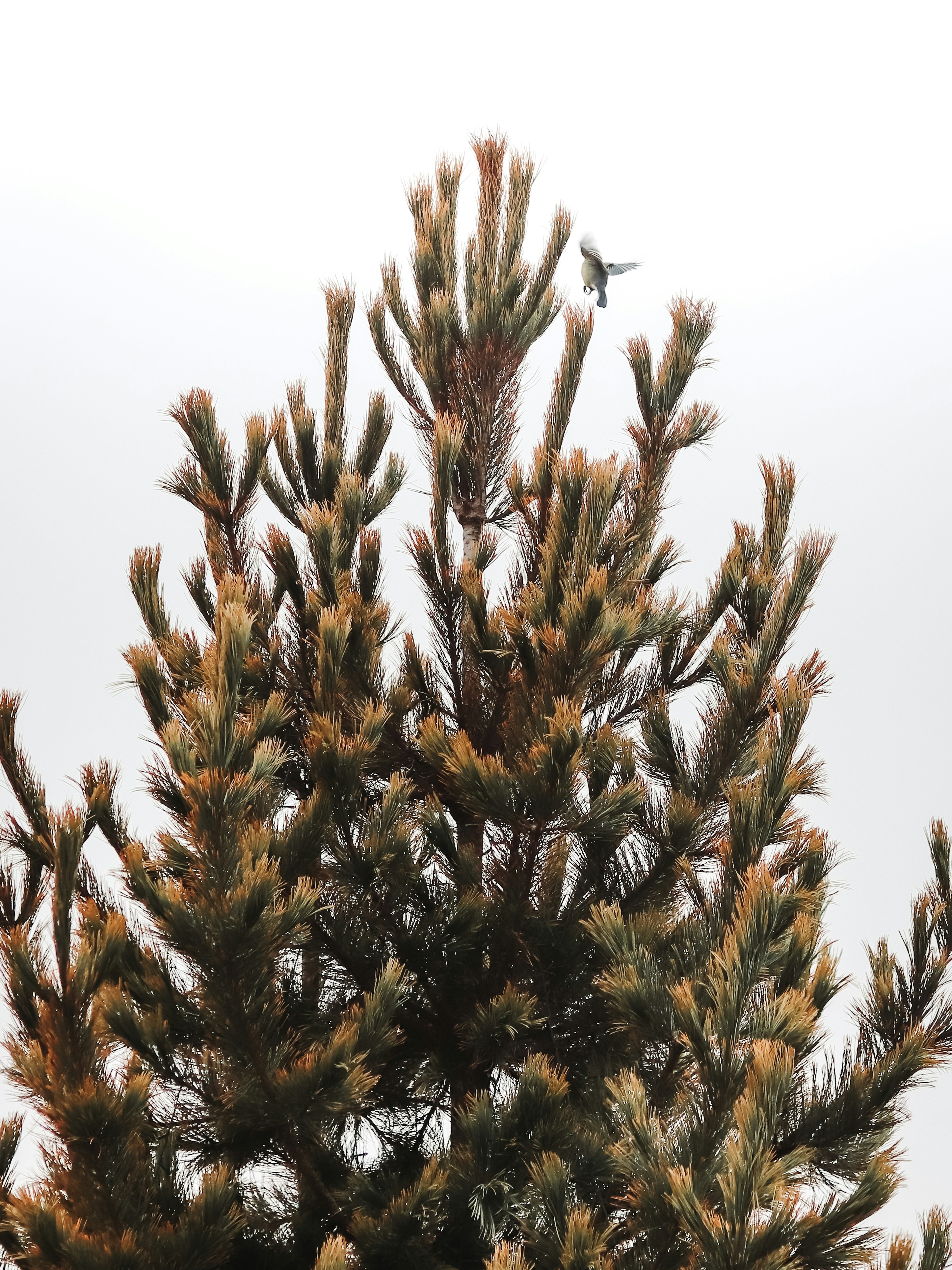 Pine tree and a bird in a foggy sky.
