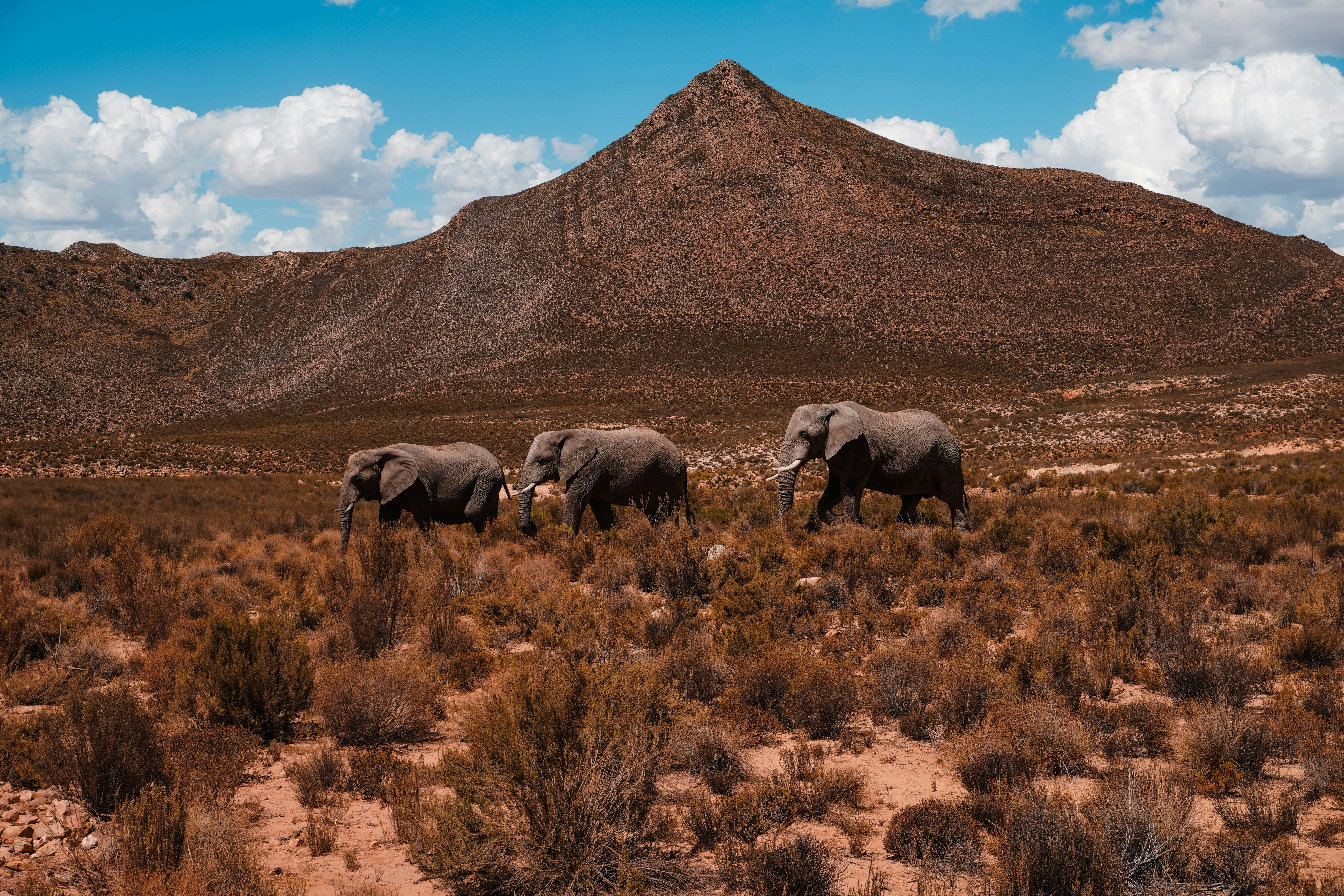 8 Budget Travel Itineraries for South Africa’s Safaris