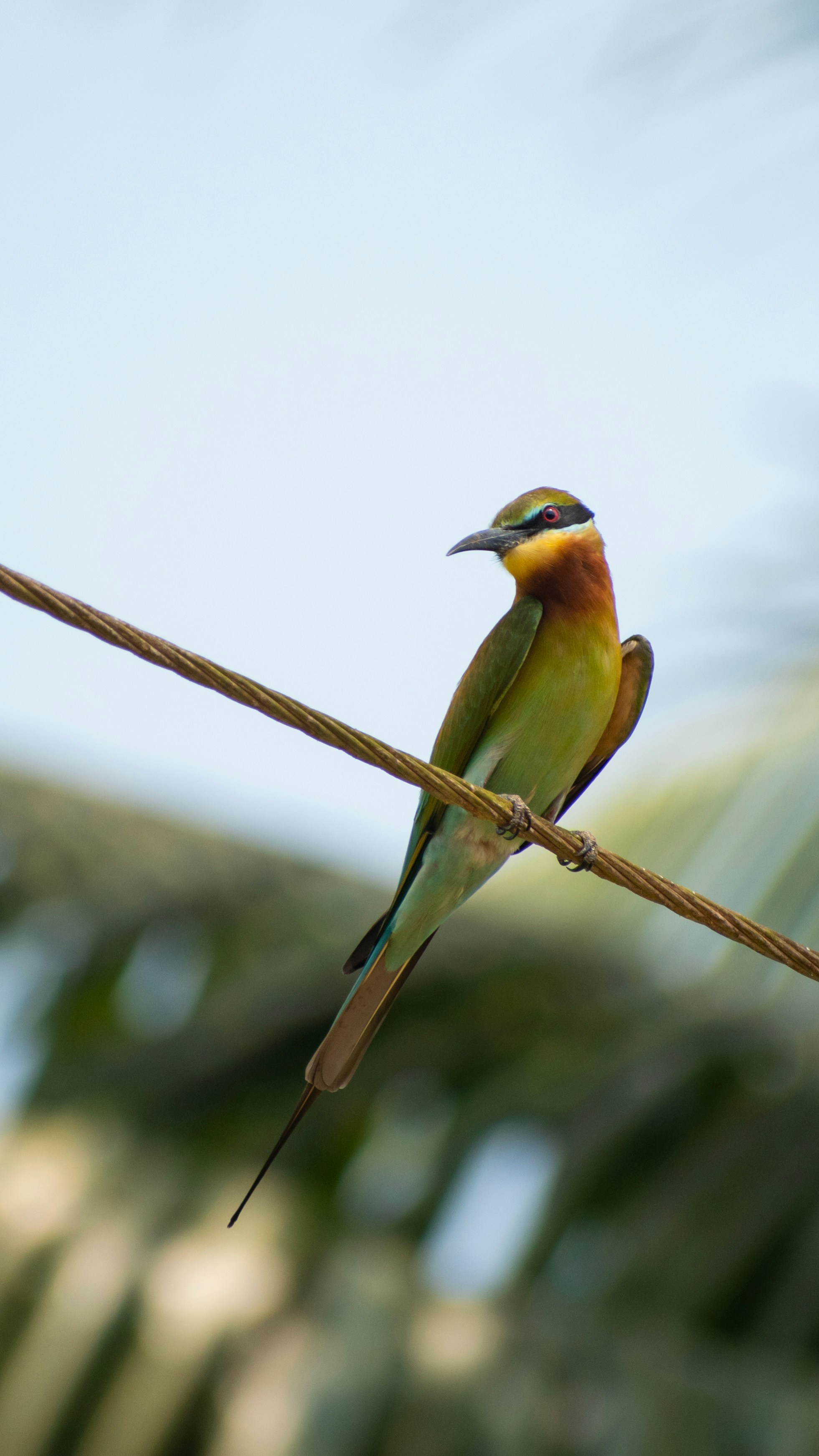 Photo by nikhilsingh291