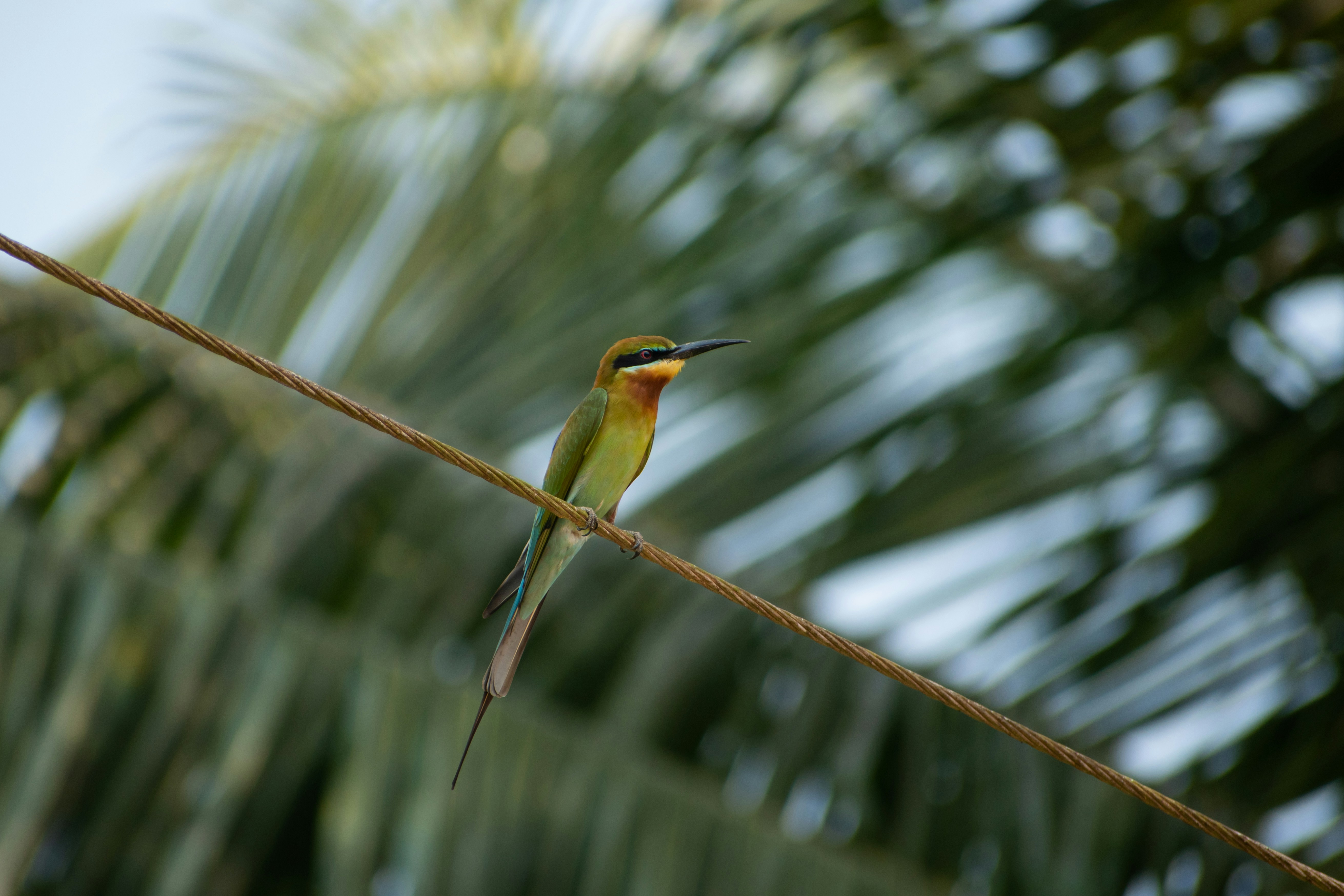 Photo by nikhilsingh291