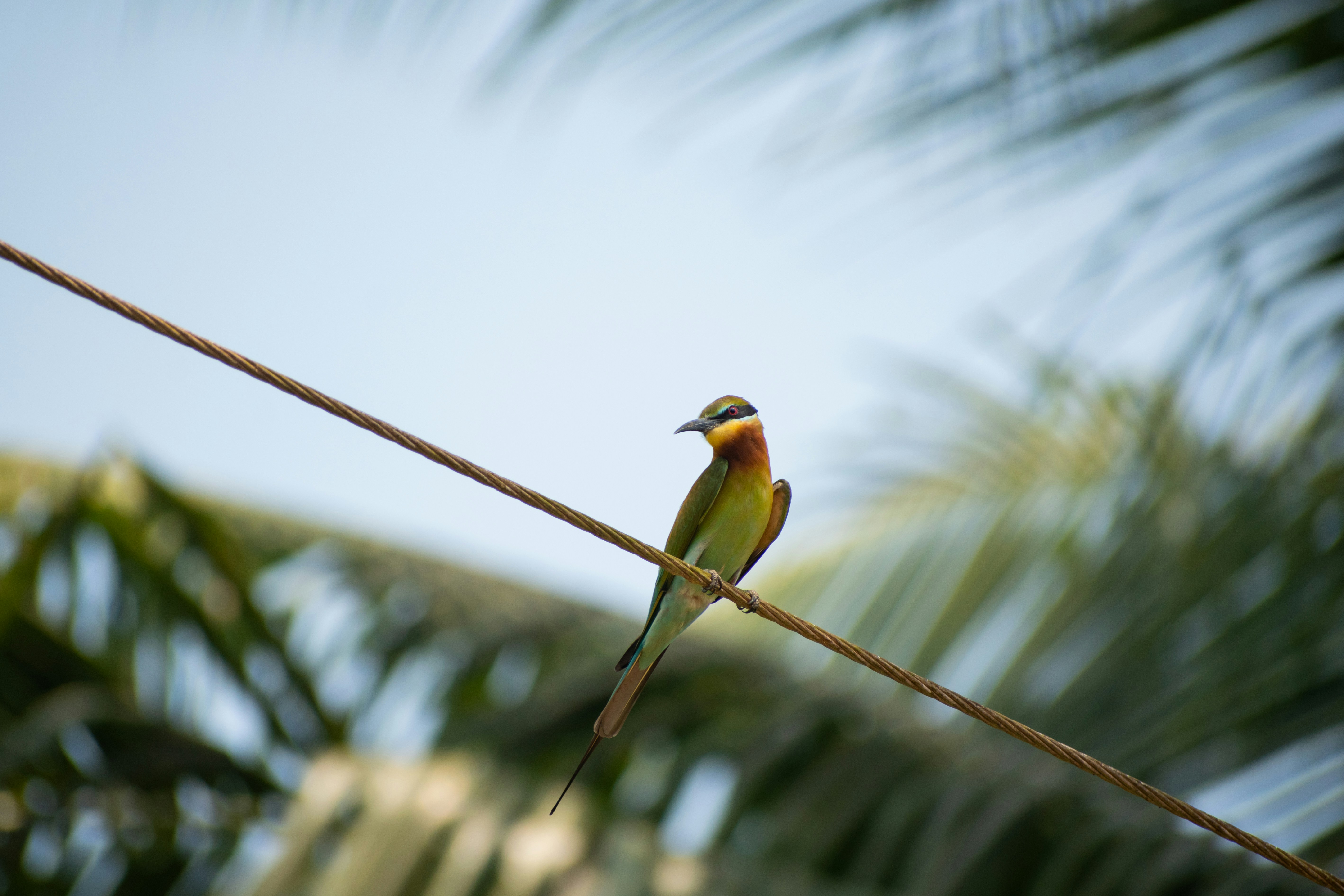 Photo by nikhilsingh291