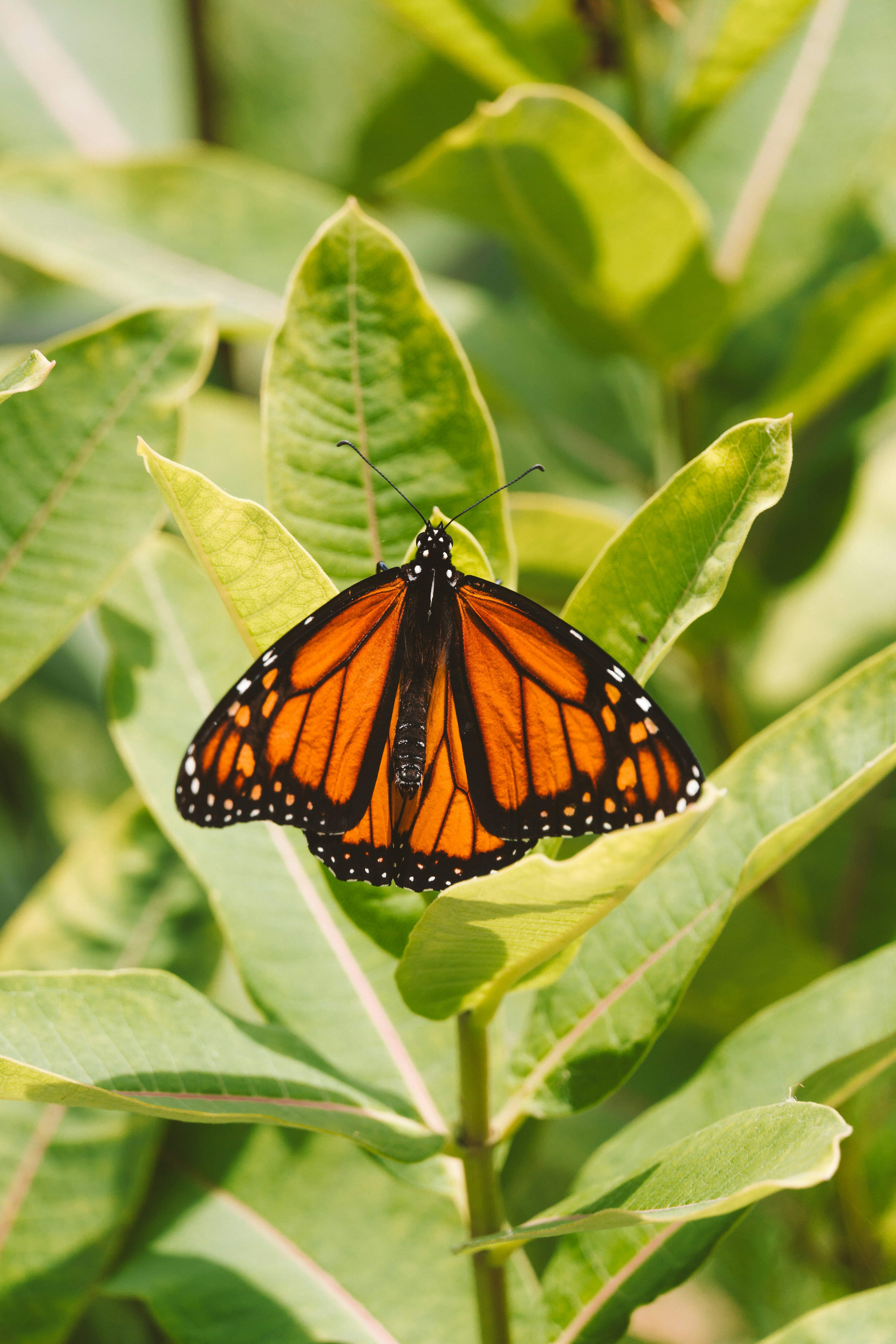 Photo by jaspergribble