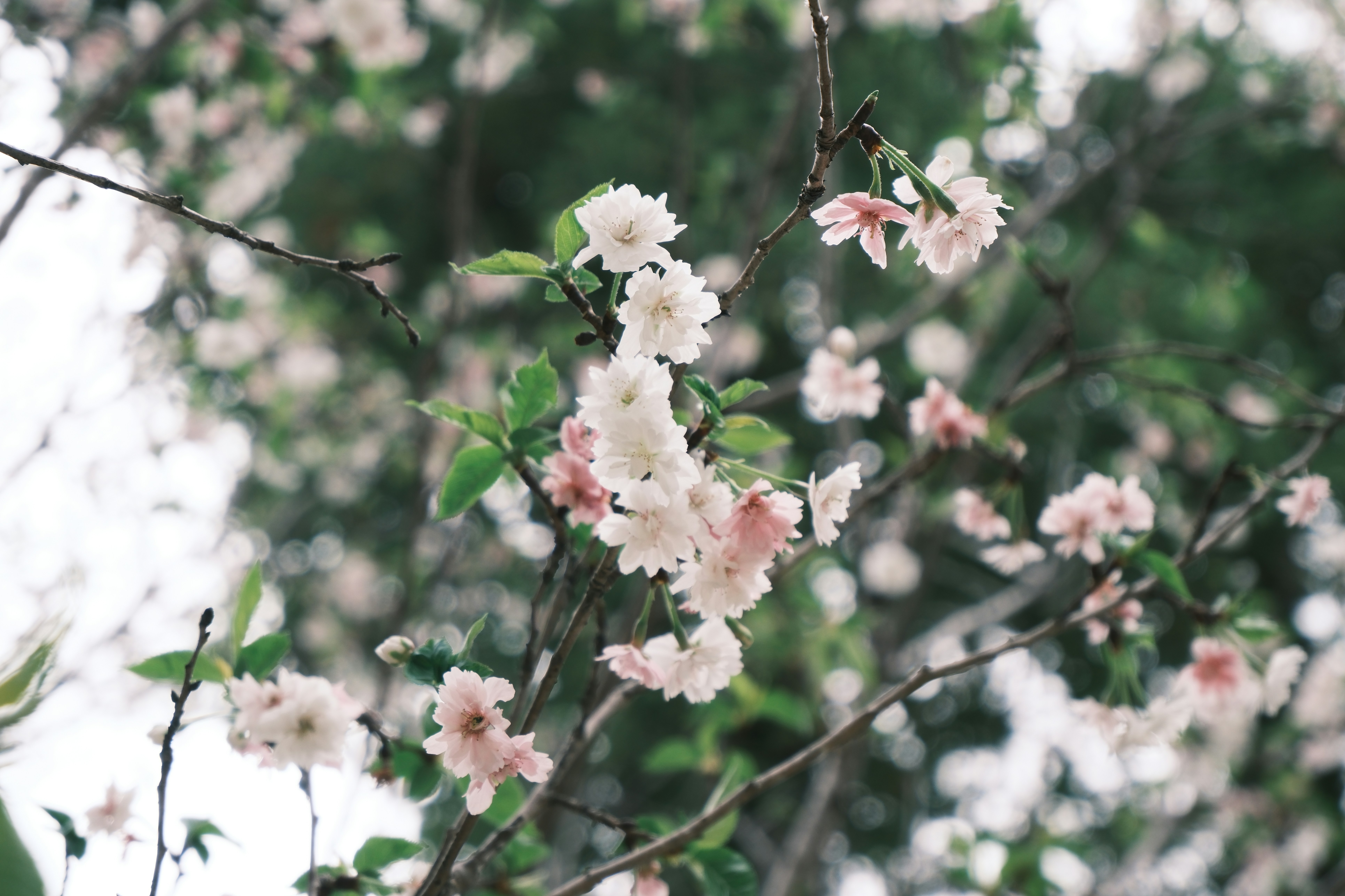 Photo by hanningchen