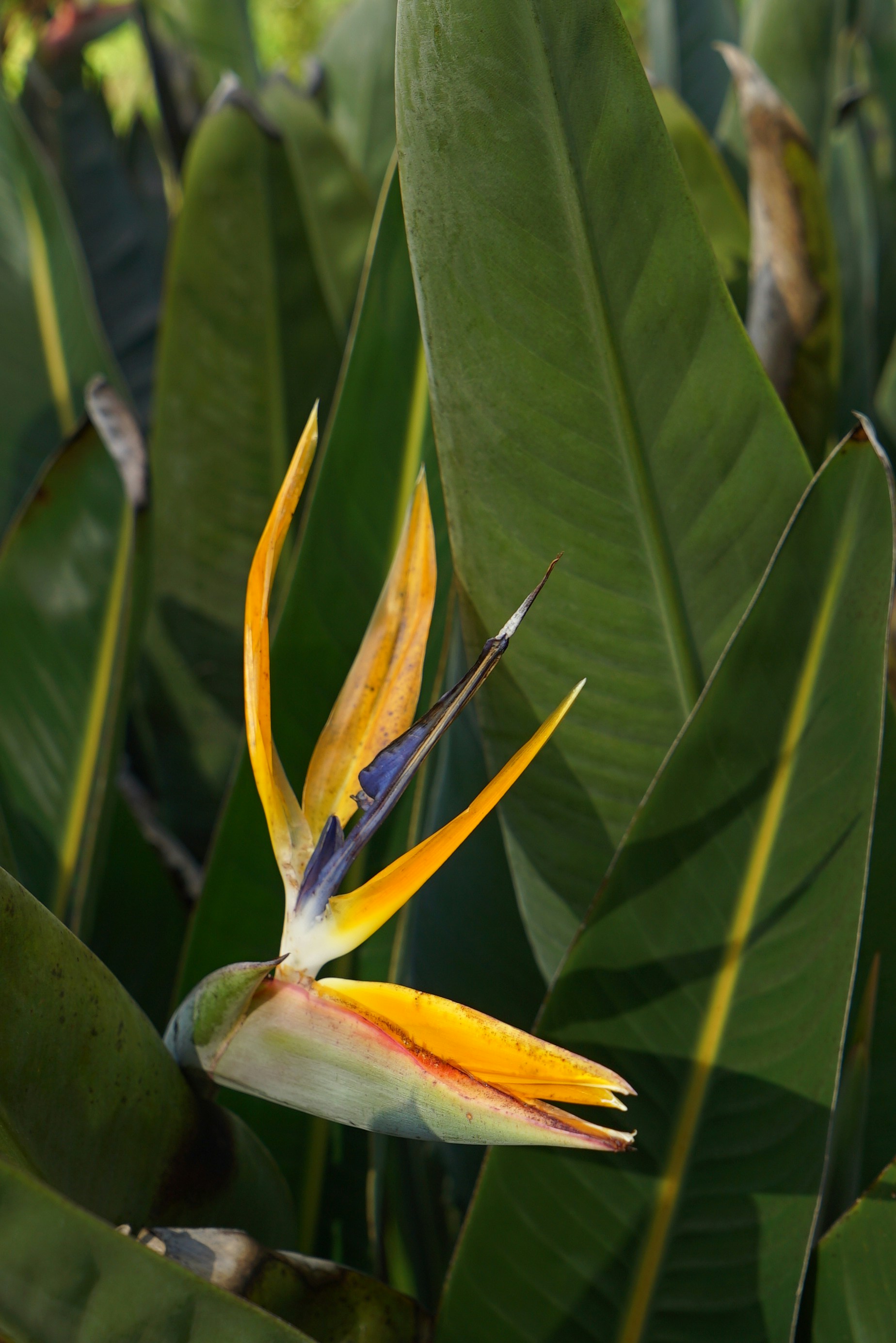 Photo by acinomferreira