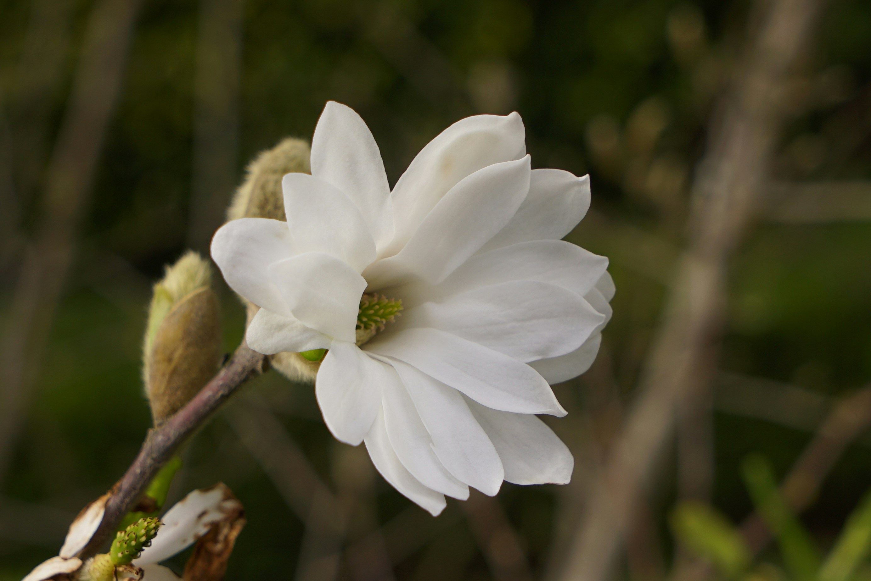 Photo by acinomferreira