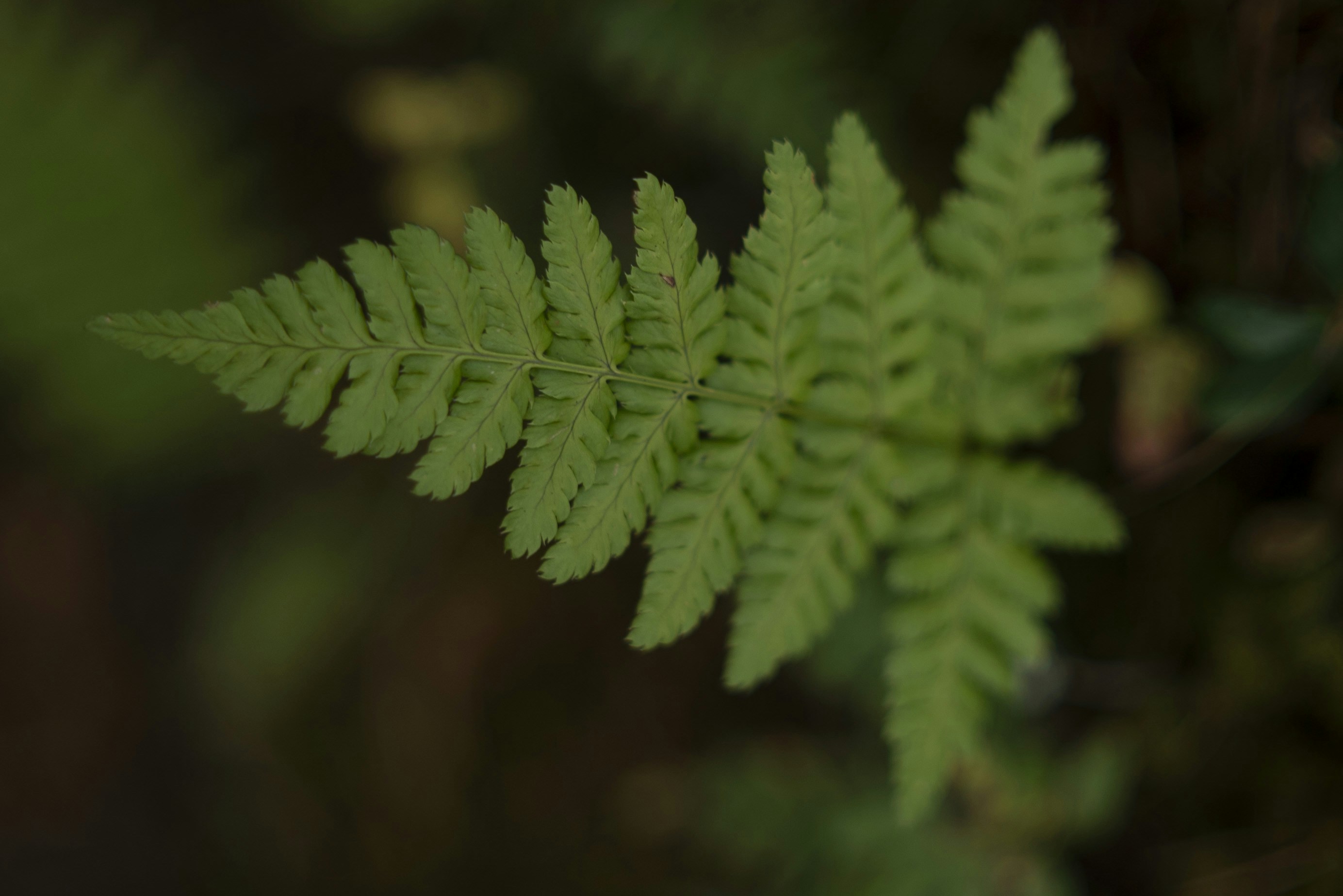 Photo by acinomferreira