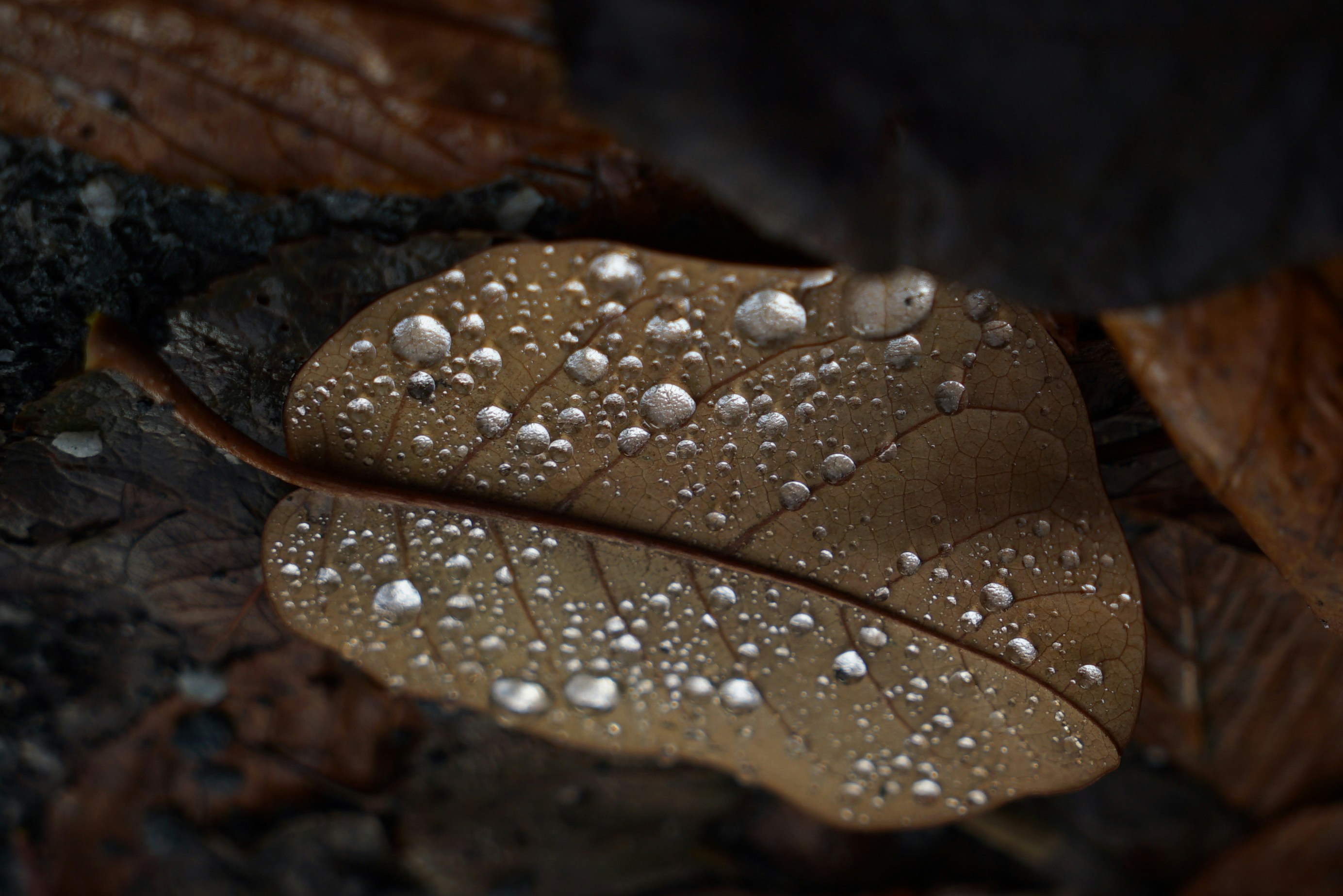 Photo by acinomferreira