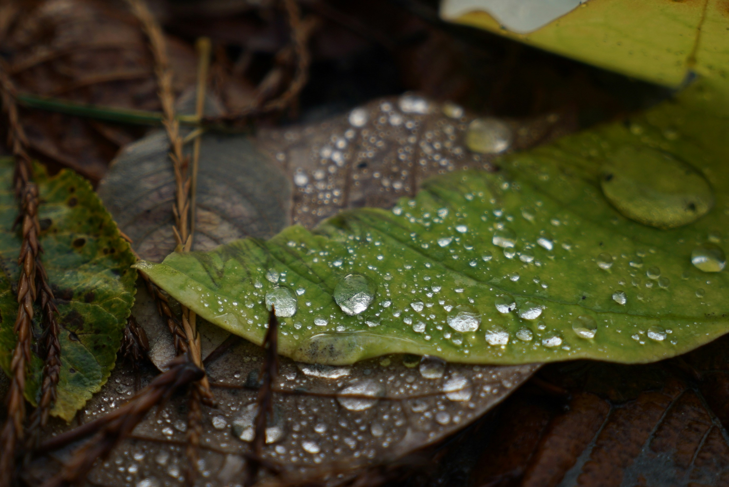 Photo by acinomferreira