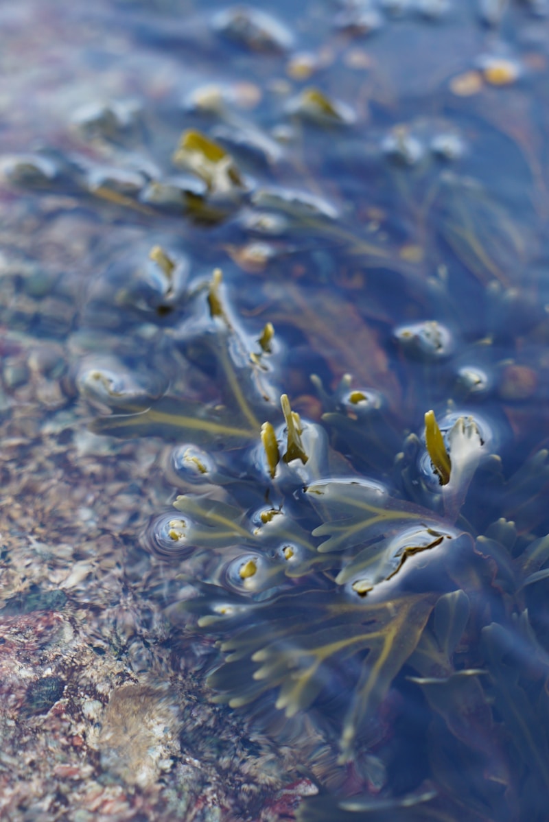 Scientists Warn of Ocean 'Regime Shift' as Seaweed Blooms Spread Worldwide