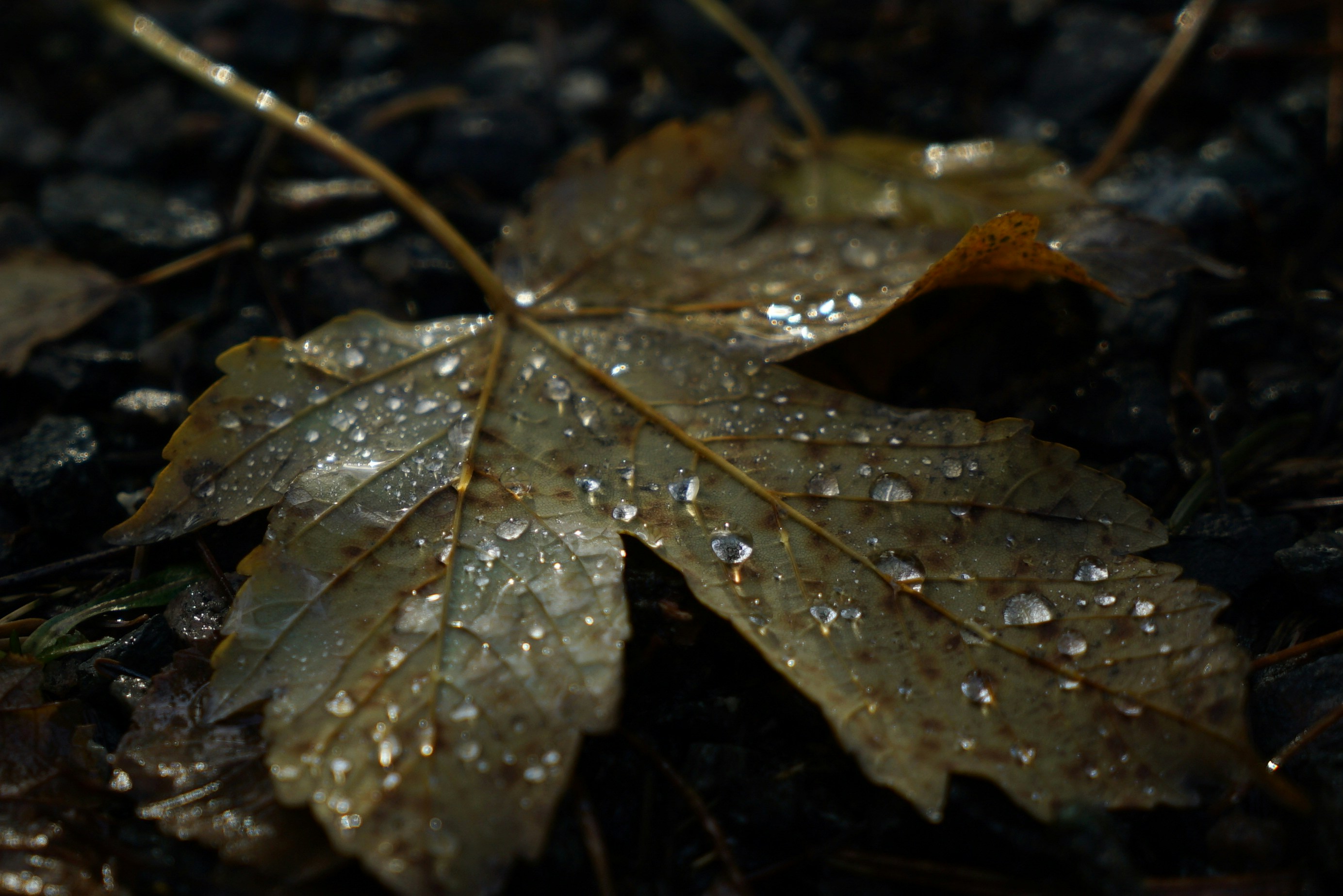 Photo by acinomferreira