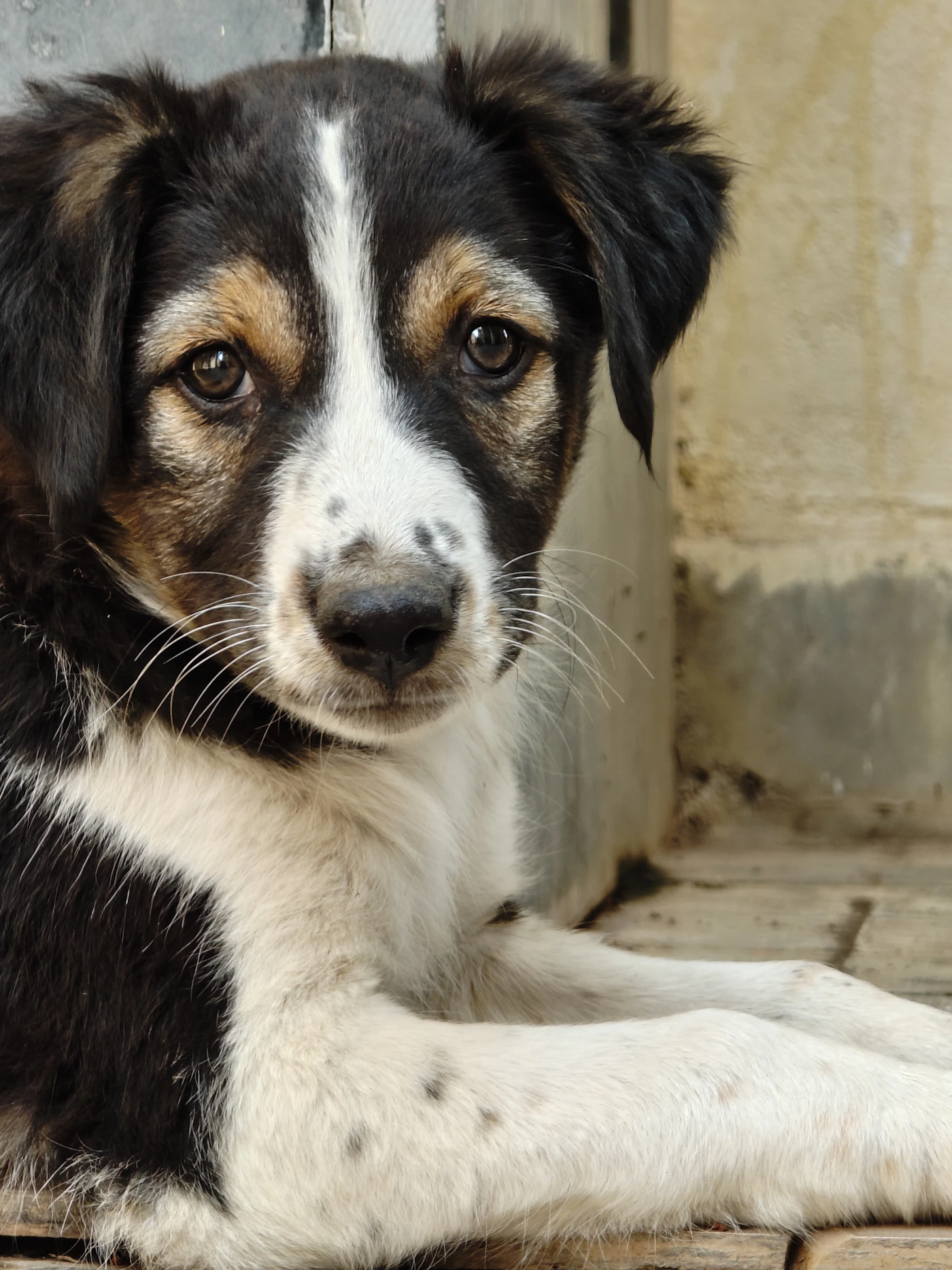Cachorro divertido