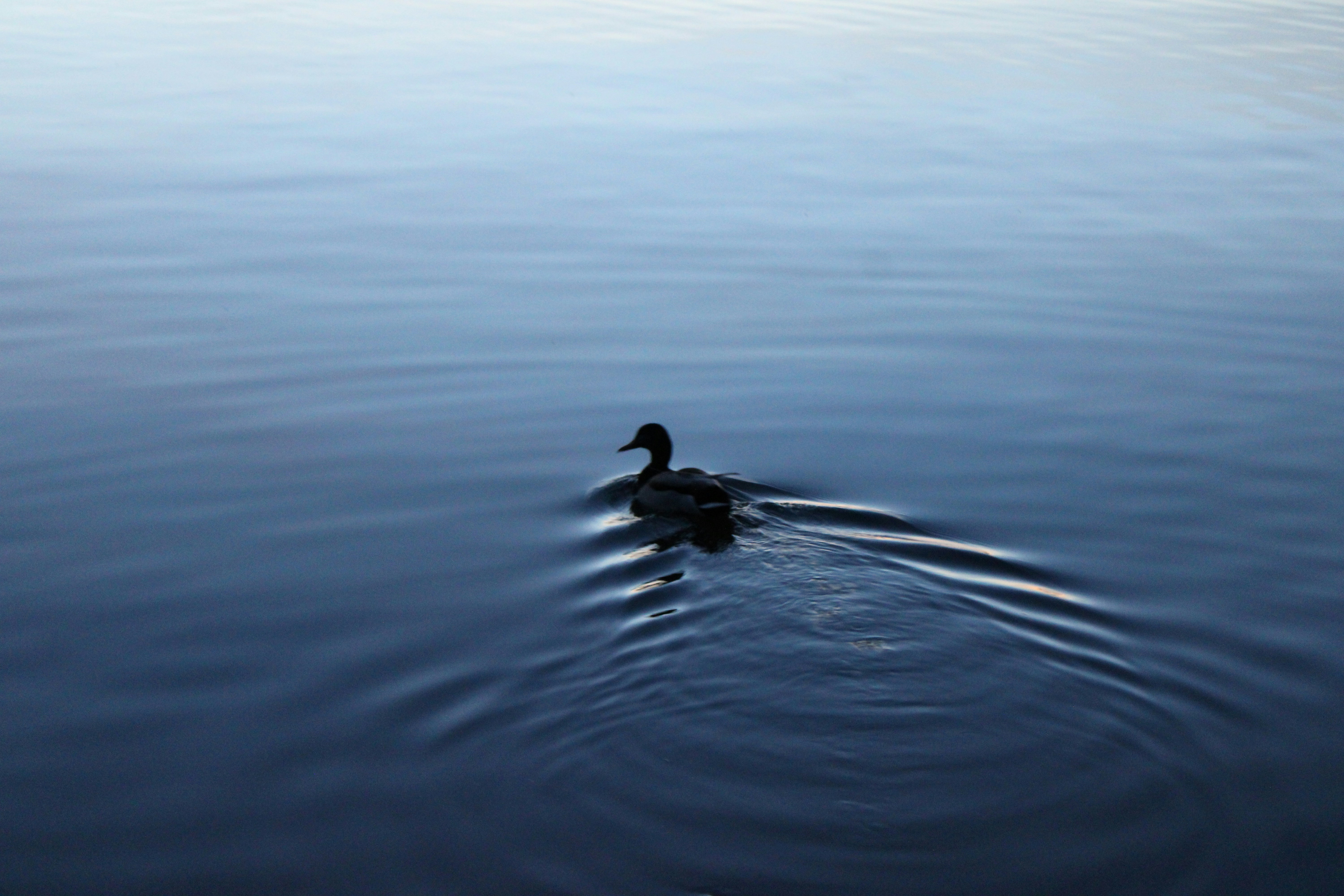 Photo by seymourtseng